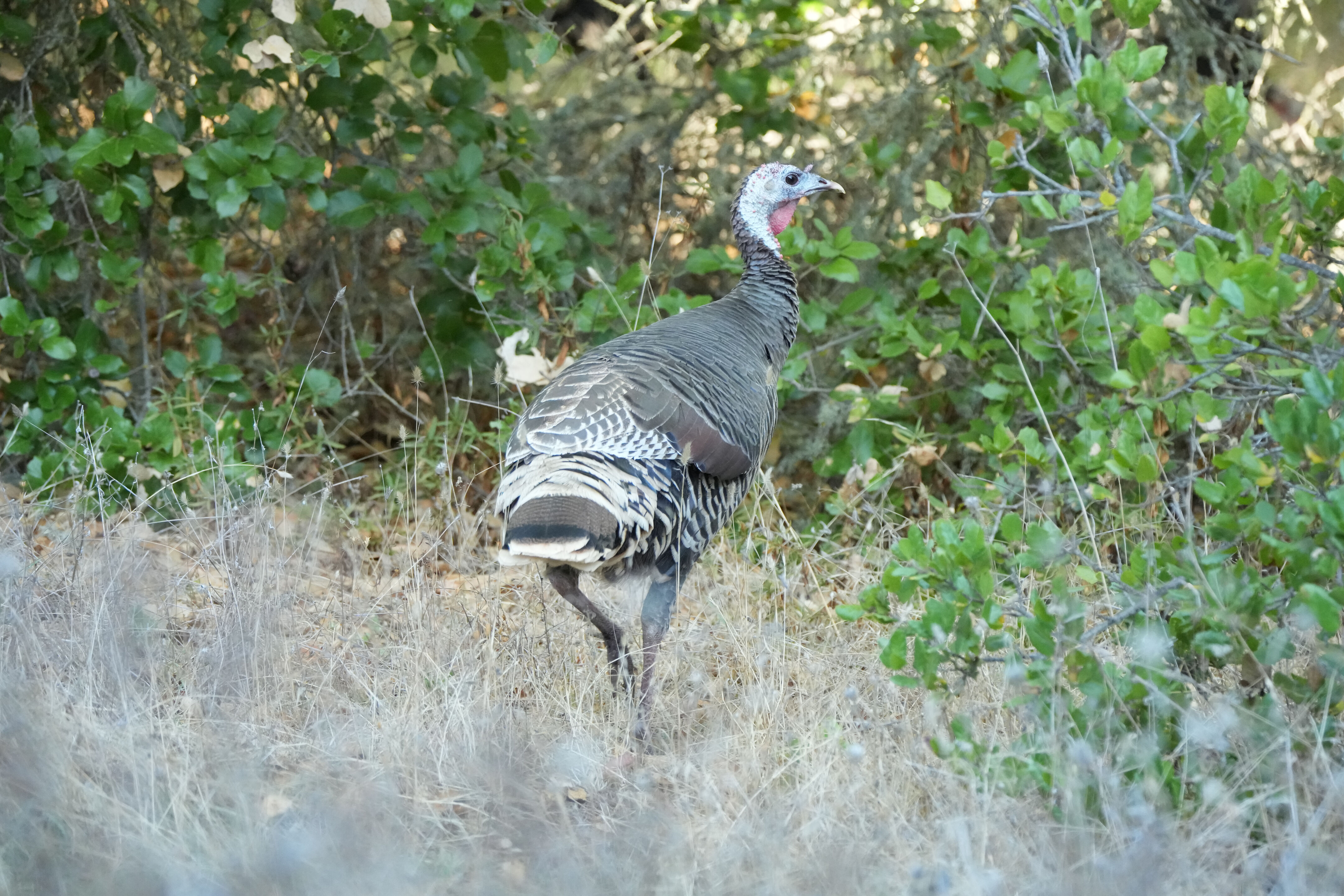 Wild Turkey