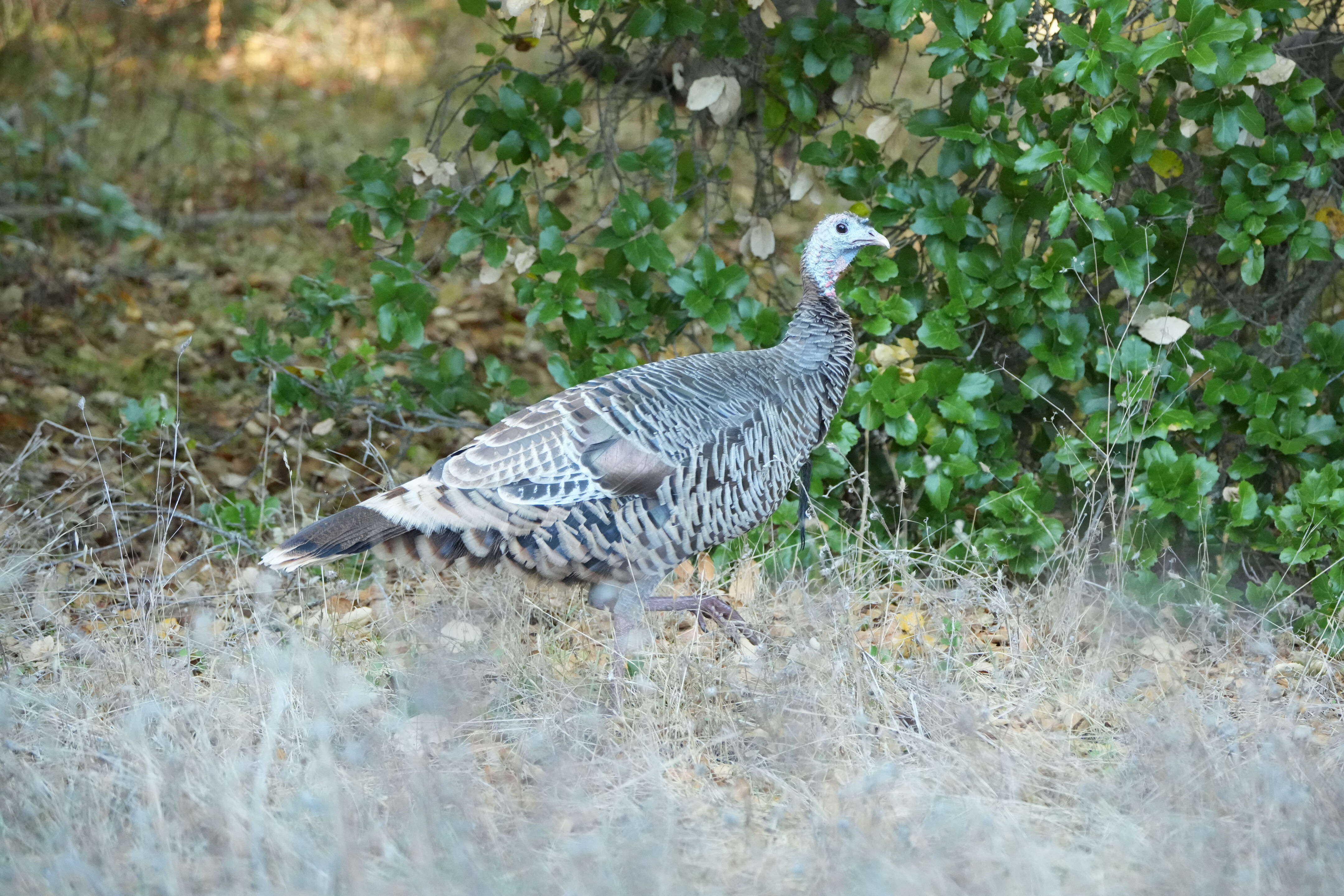 Wild Turkey