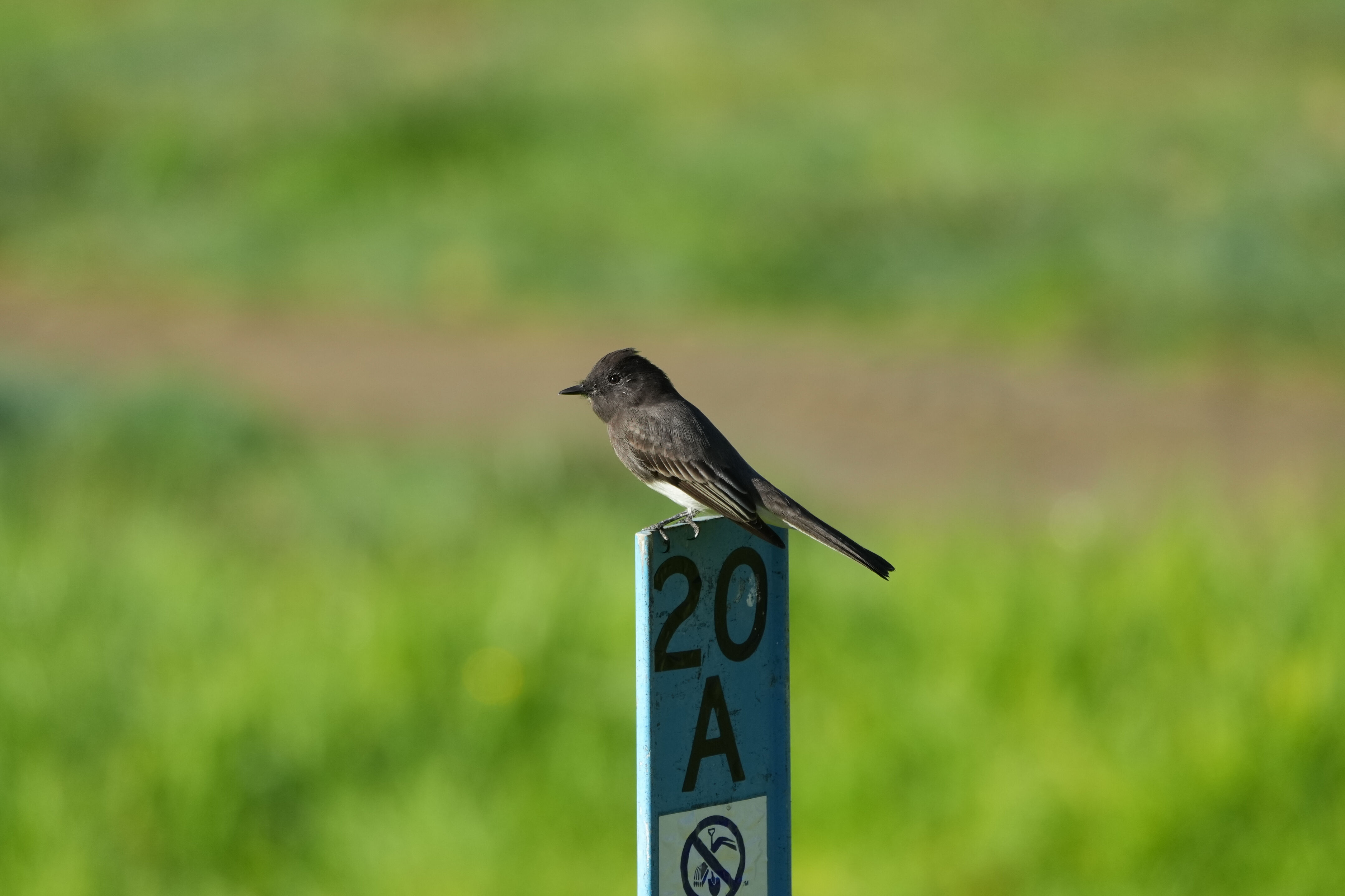 Black Phoebe