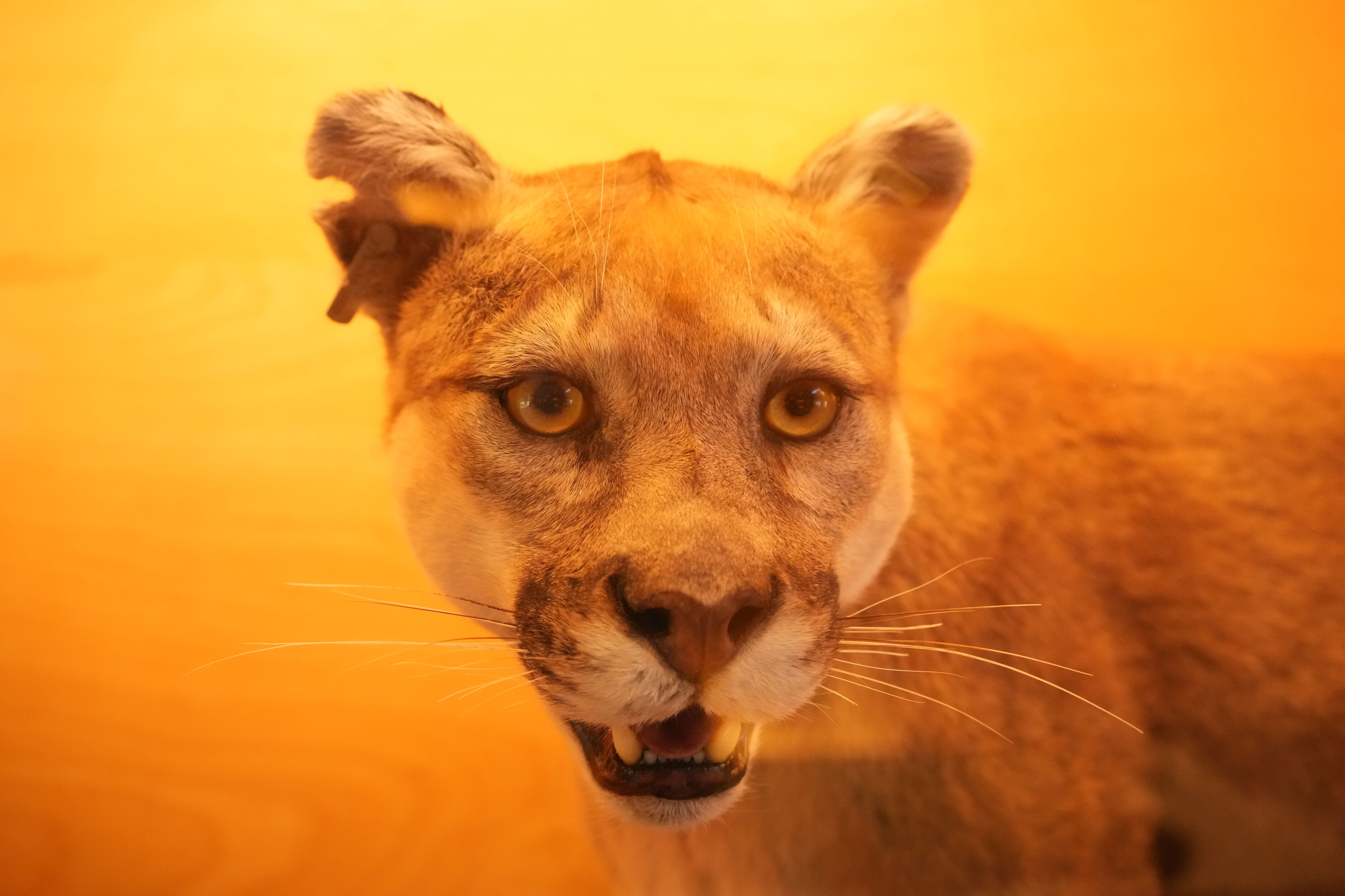 Foothills Nature Preserve Interpretive Center