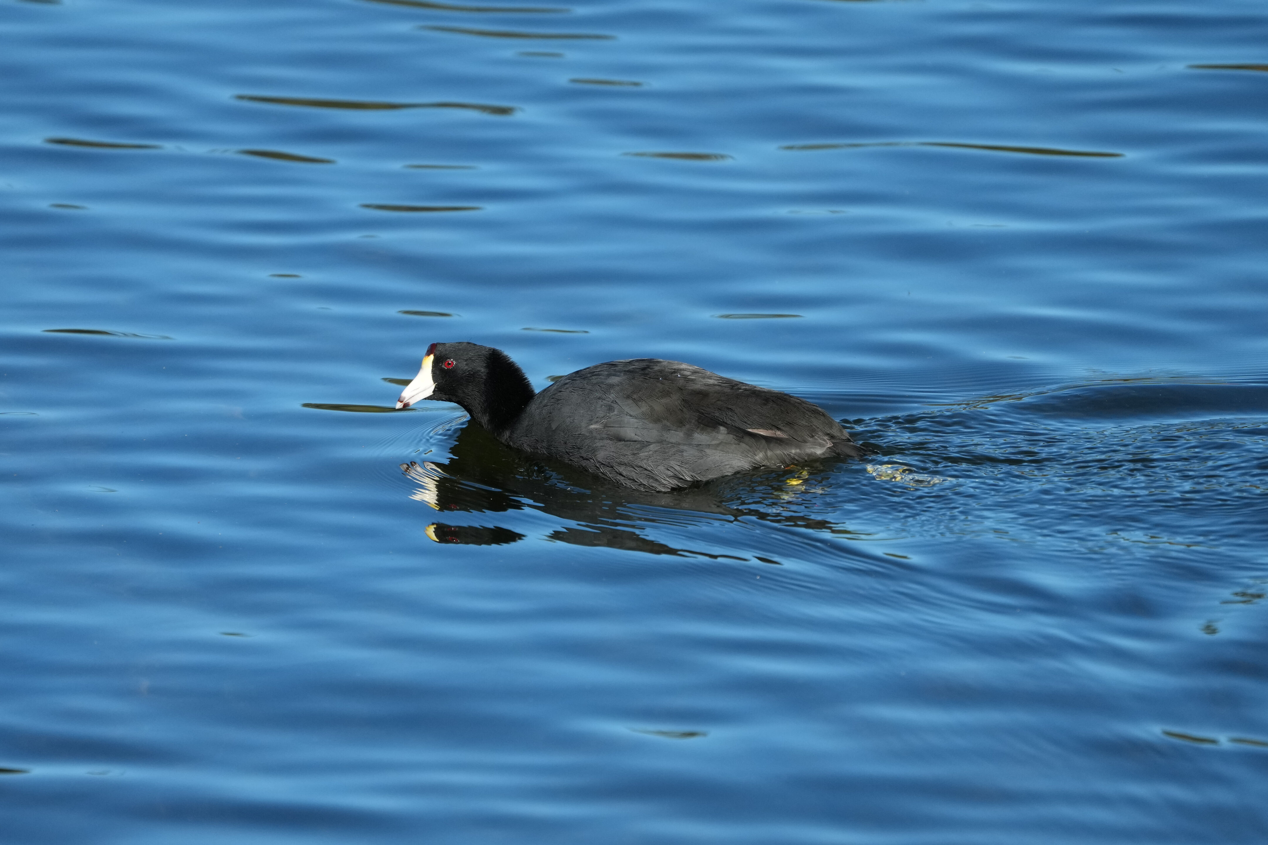 American Coot