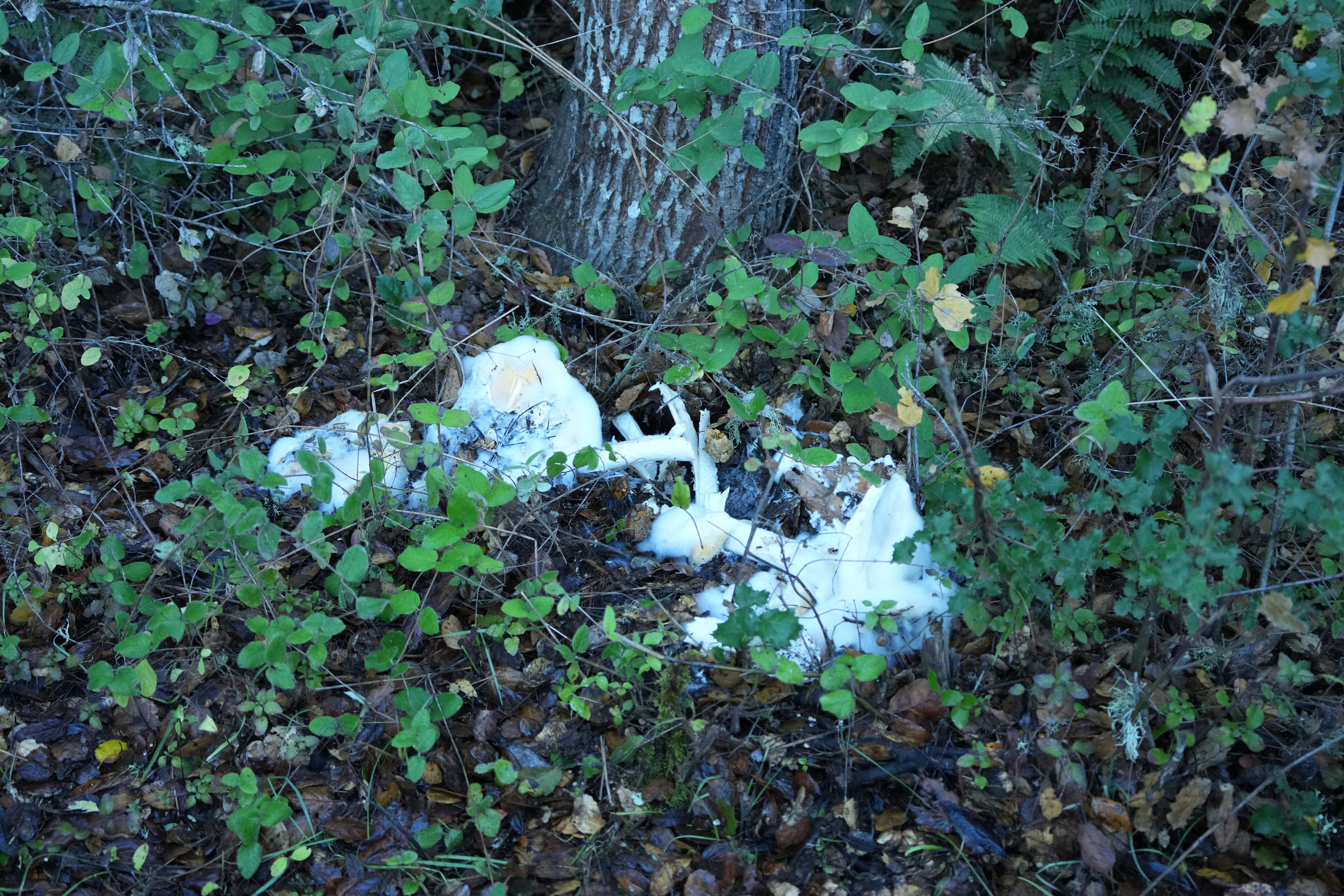 Fungus Grown on Fungus