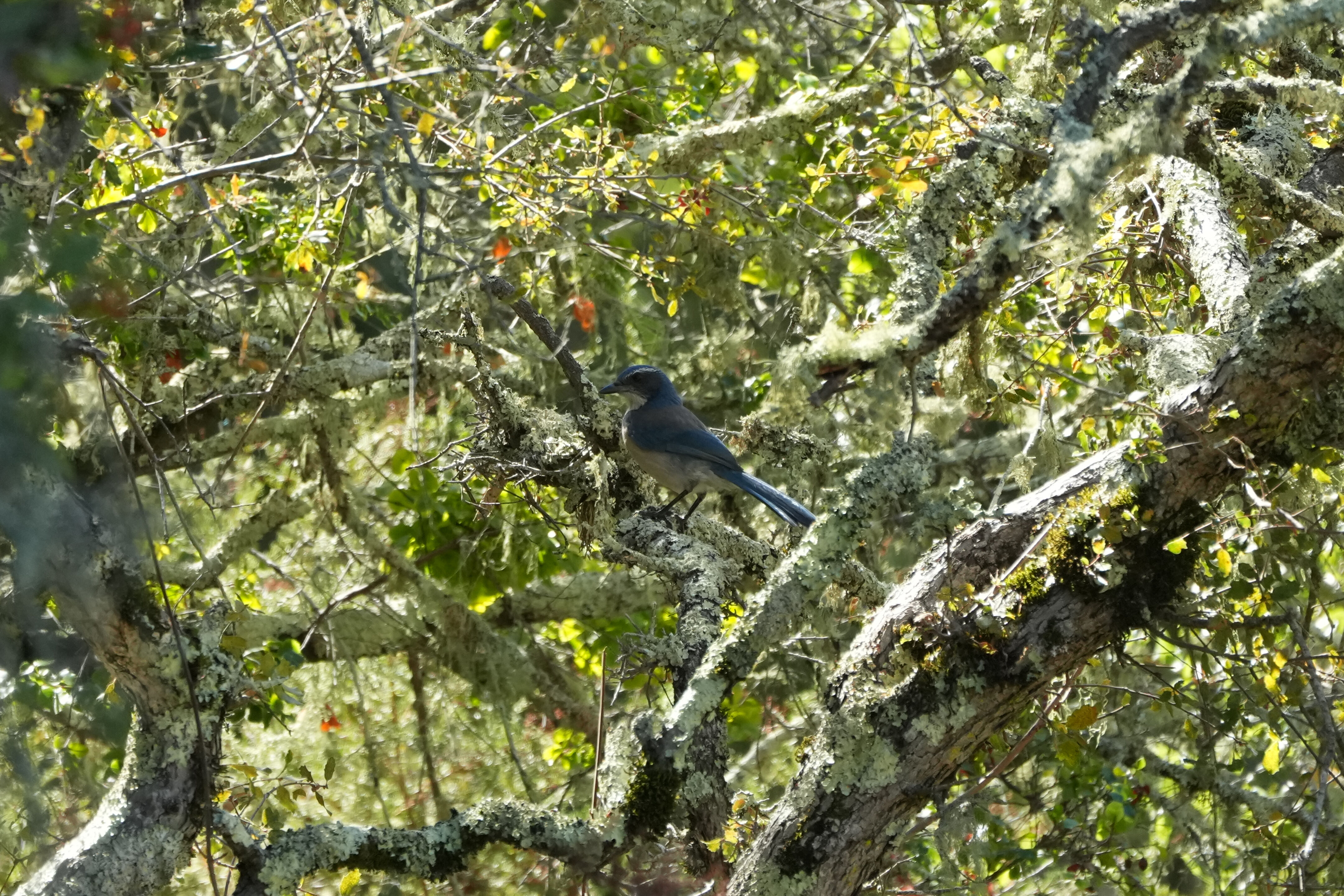 California Scrub-Jay
