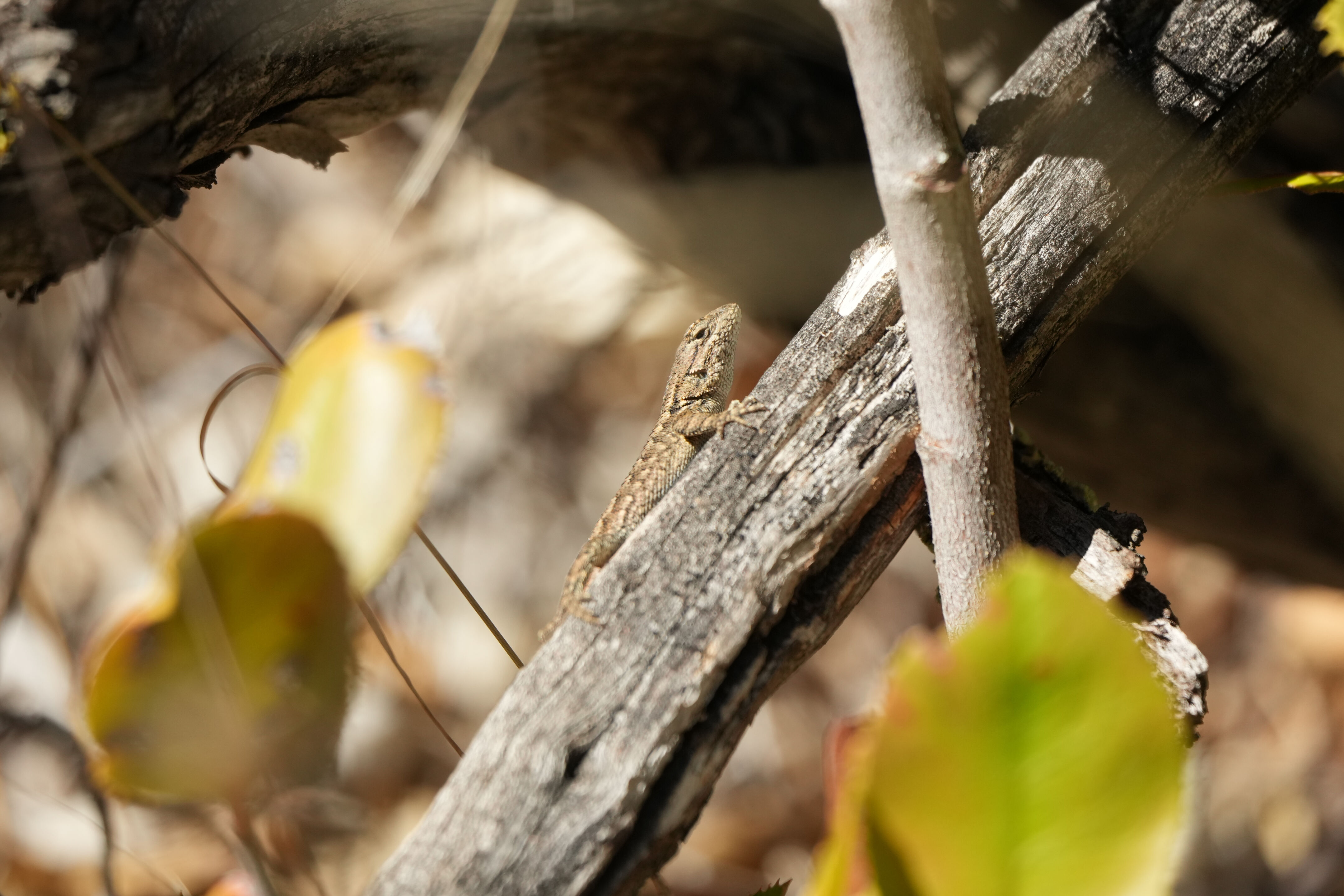 Western Fence Lizard
