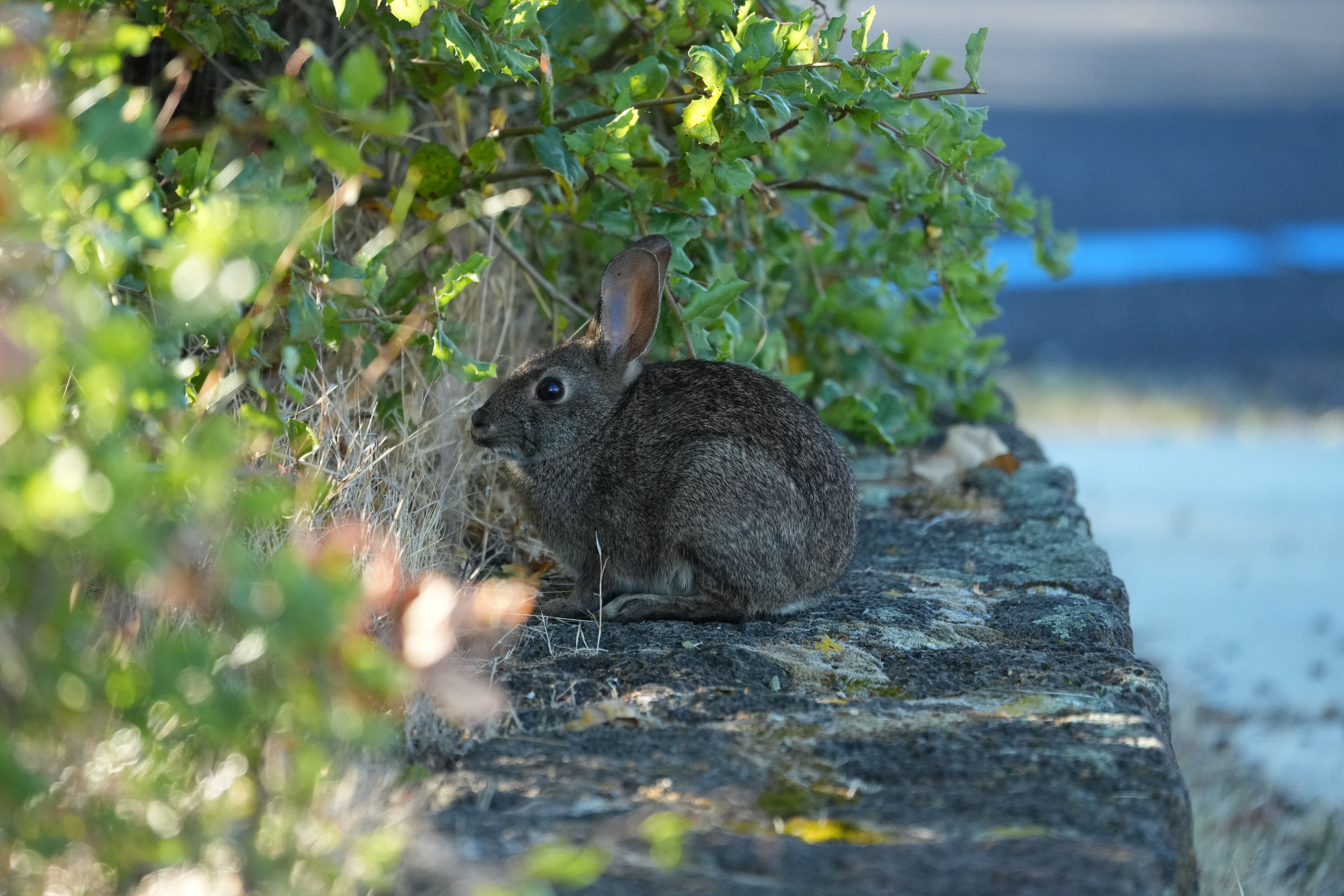 Brush Rabbit