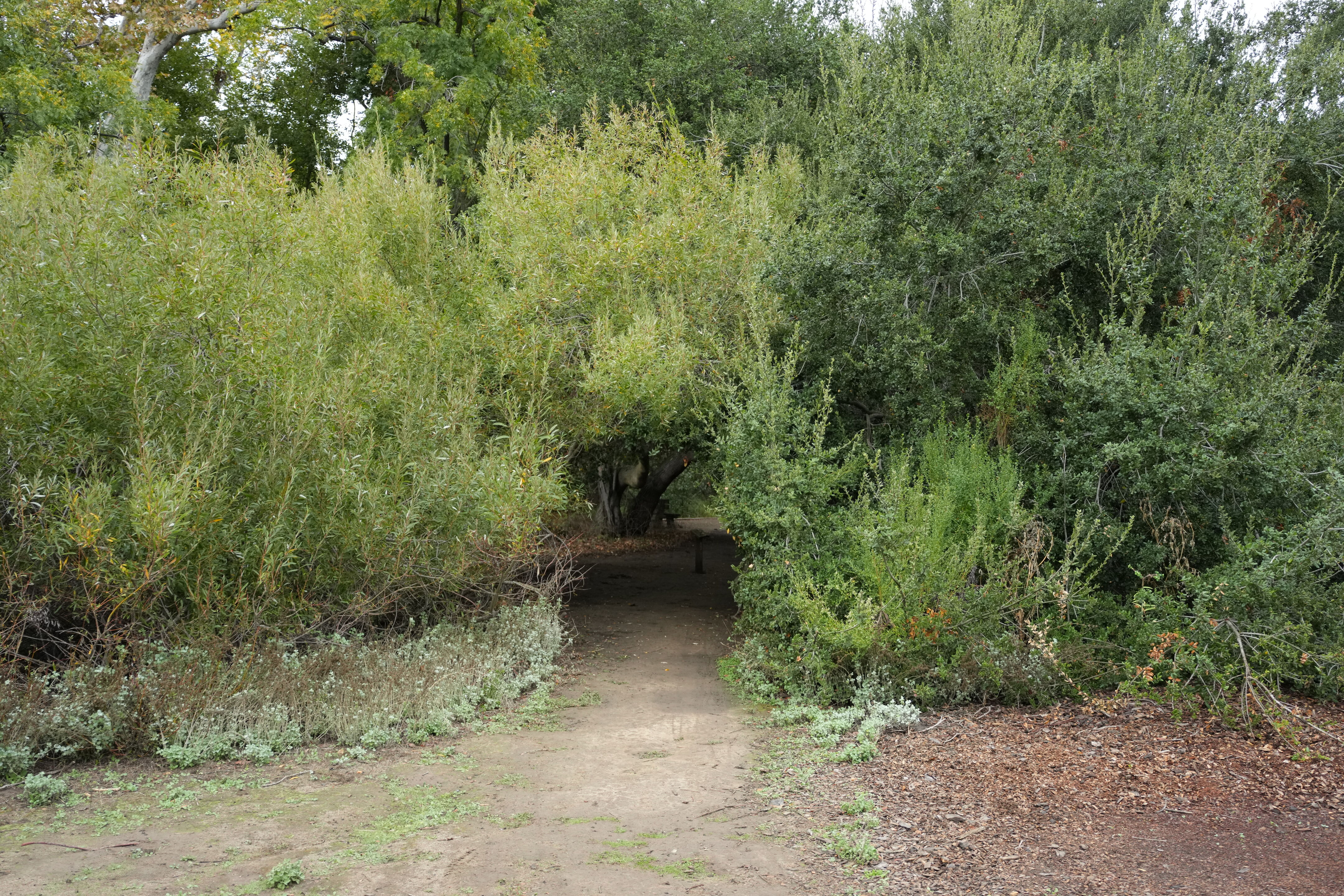 McClellan Ranch Preserve