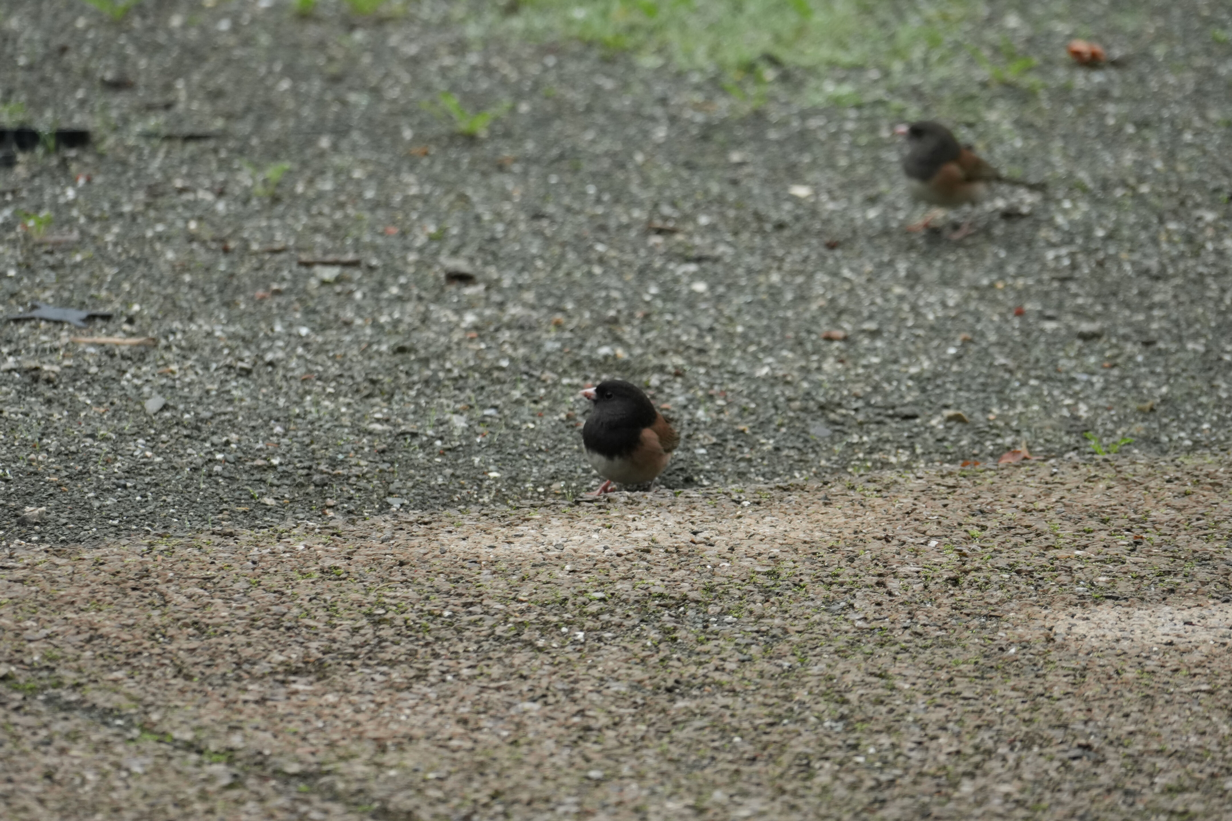 McClellan Ranch Preserve