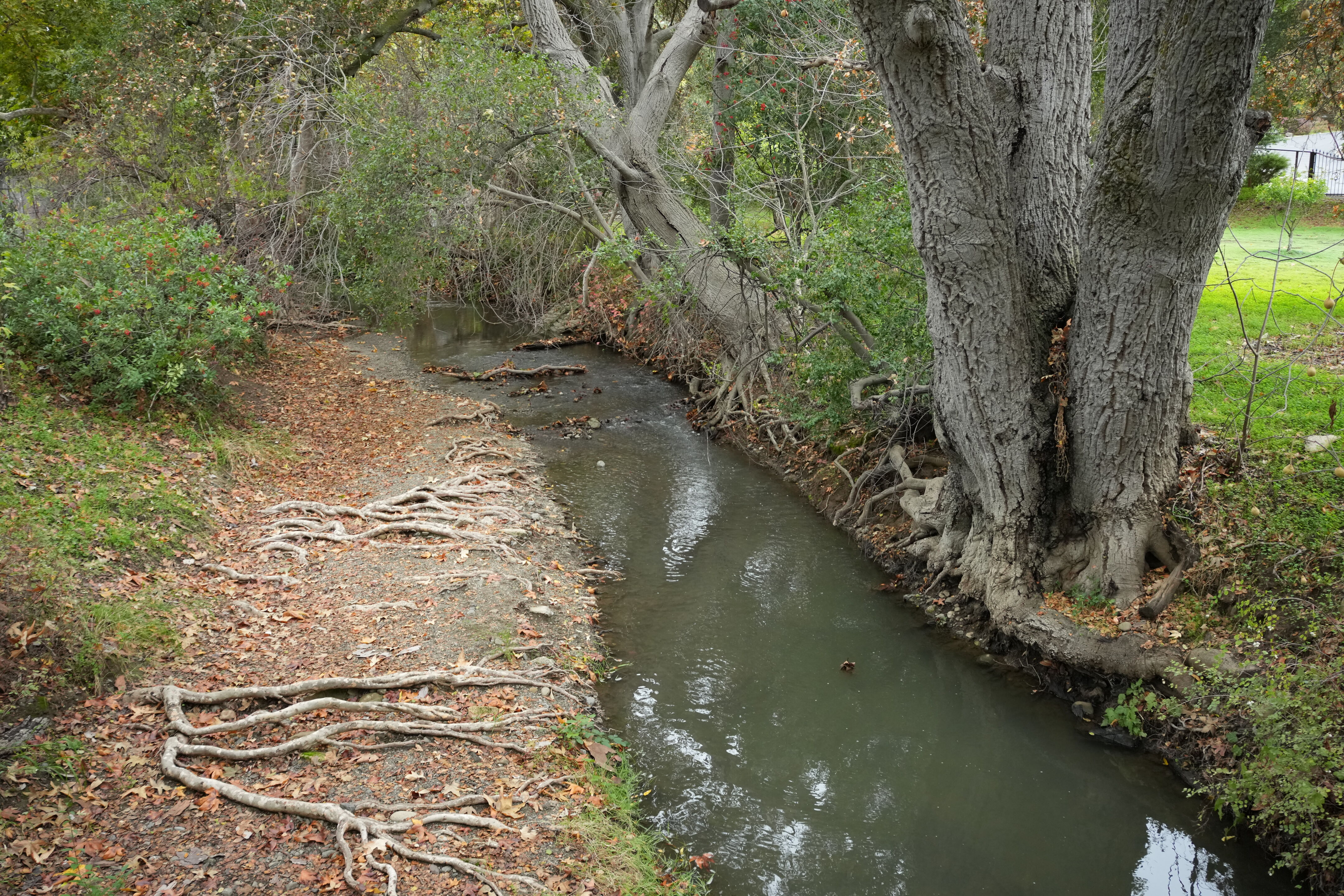 McClellan Ranch Preserve