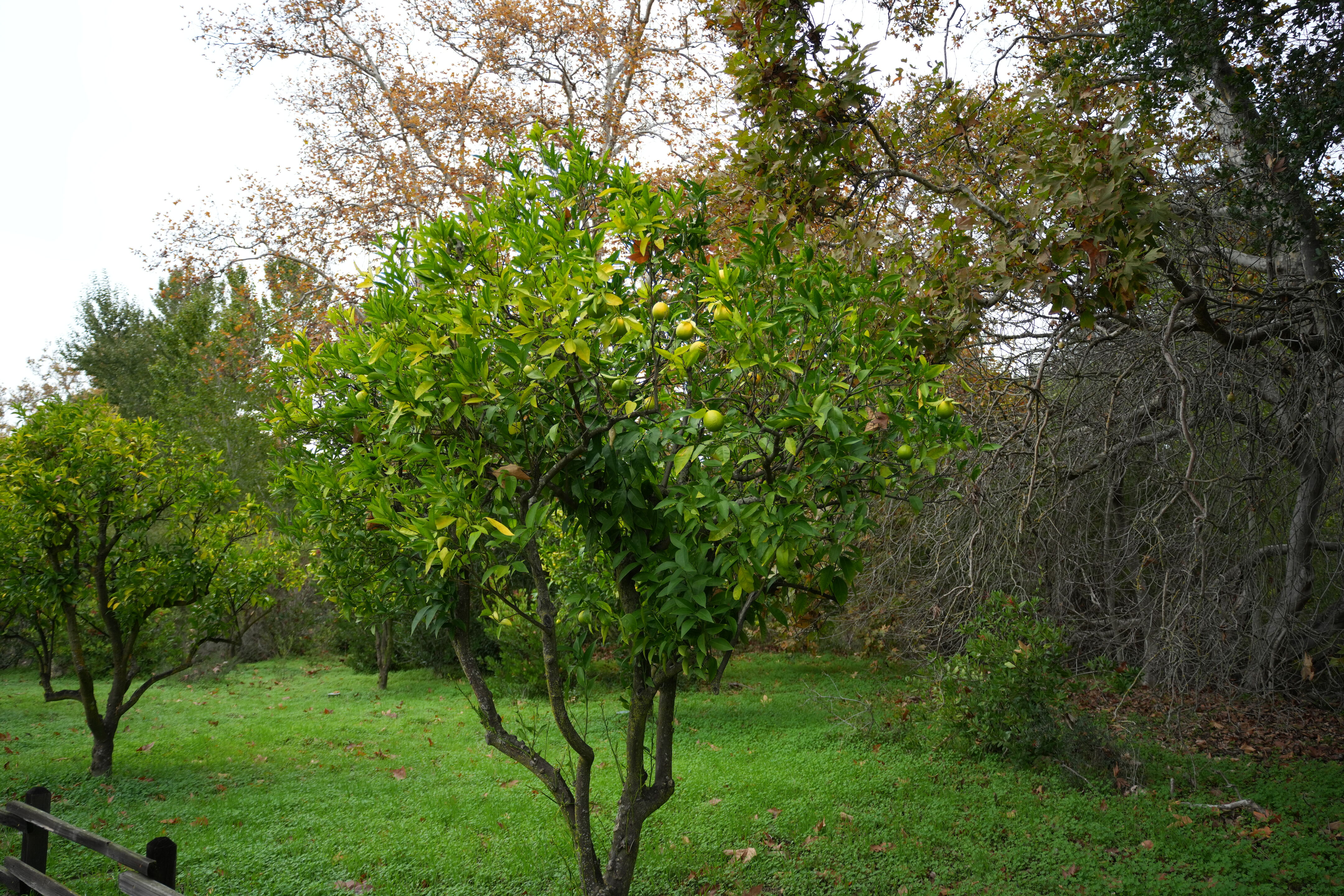 McClellan Ranch Preserve