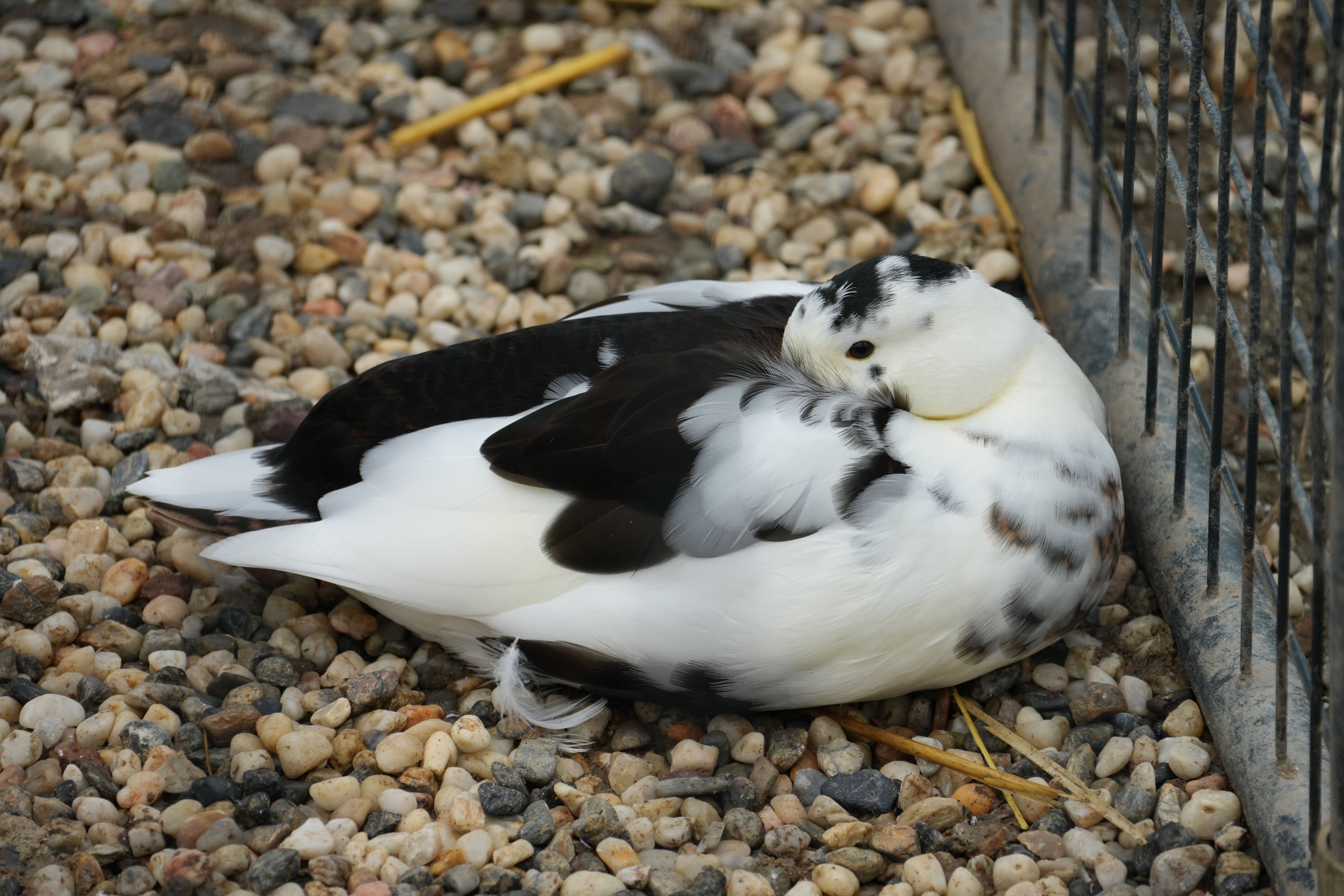 McClellan Ranch Preserve