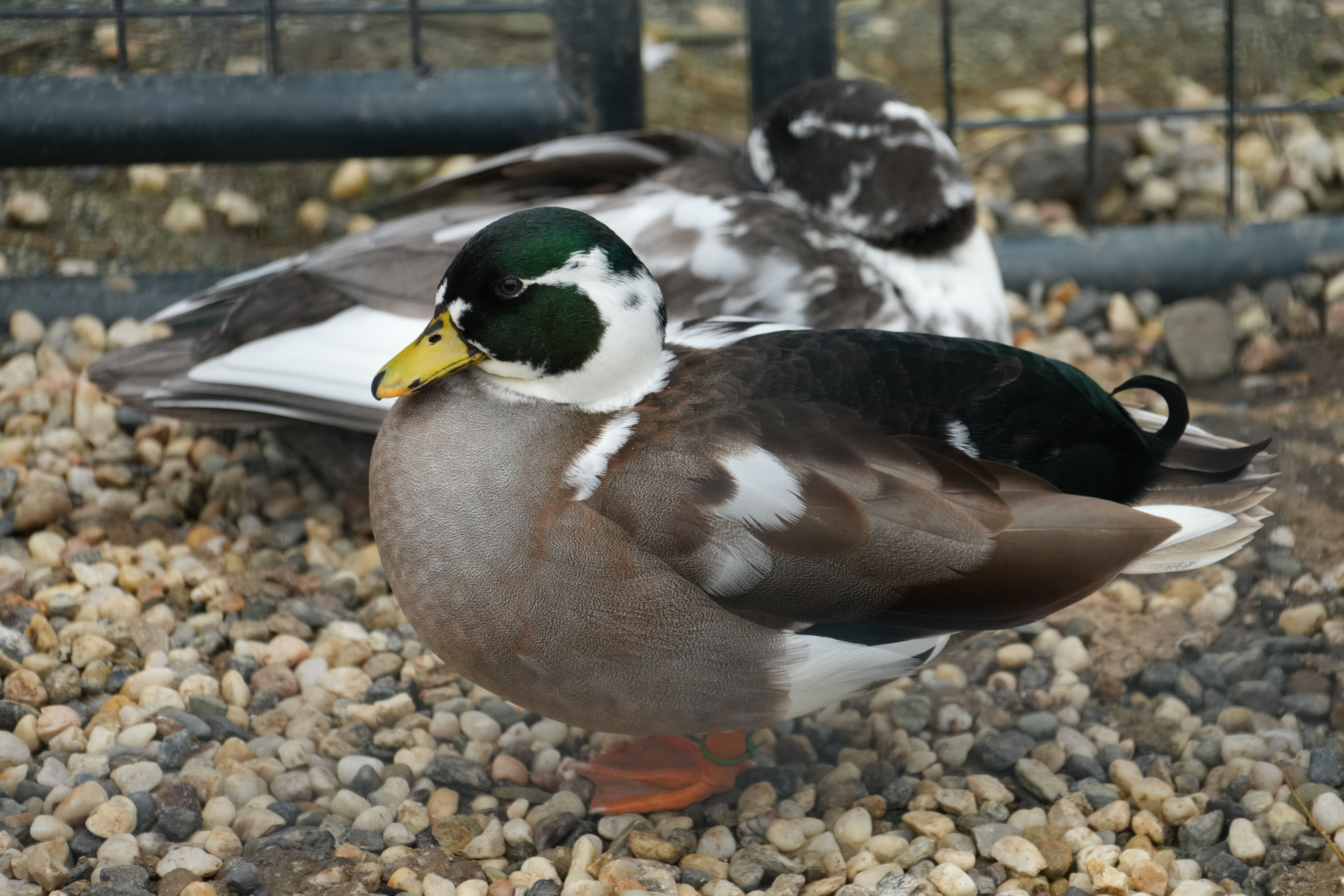 McClellan Ranch Preserve