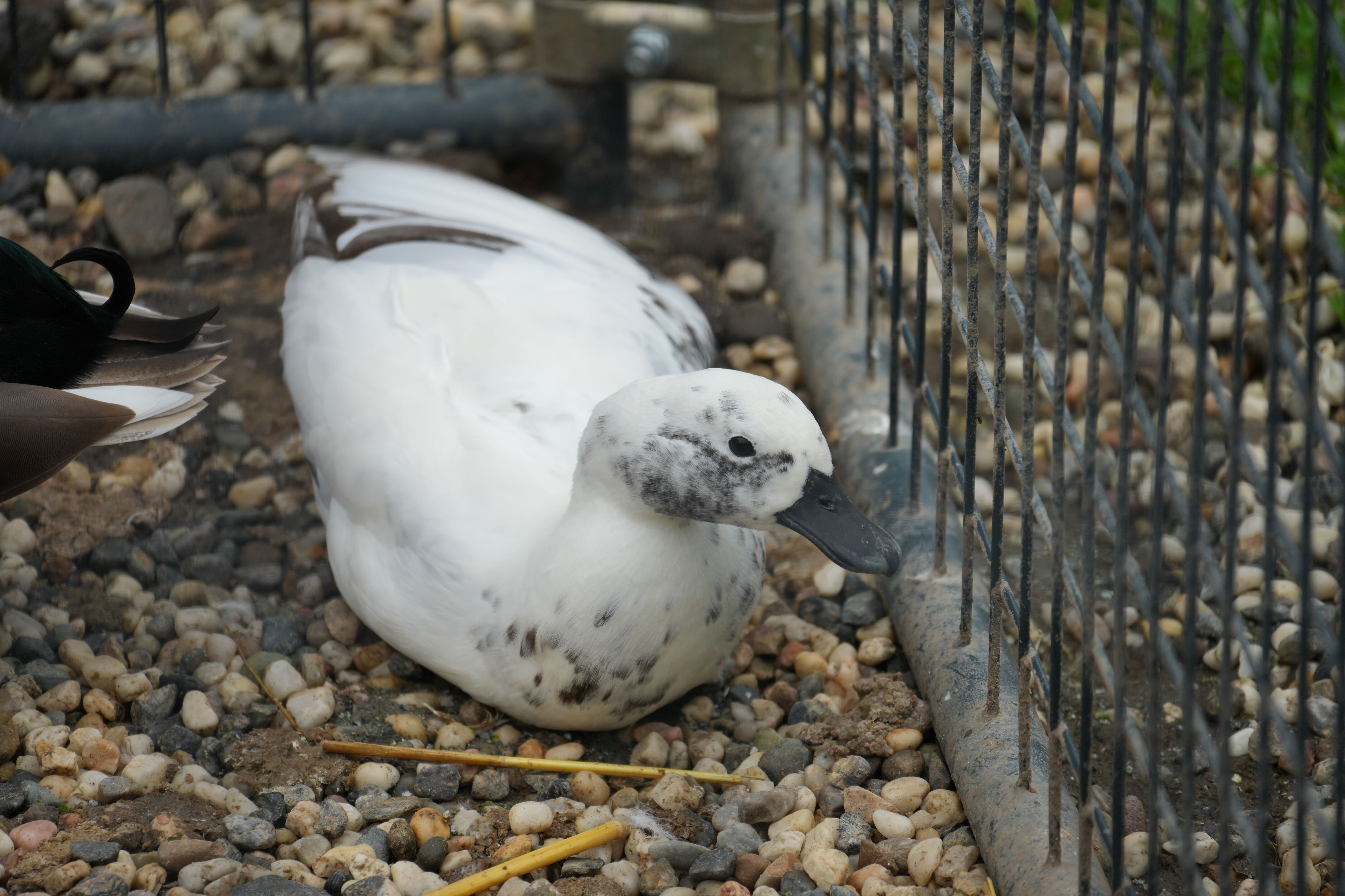 McClellan Ranch Preserve