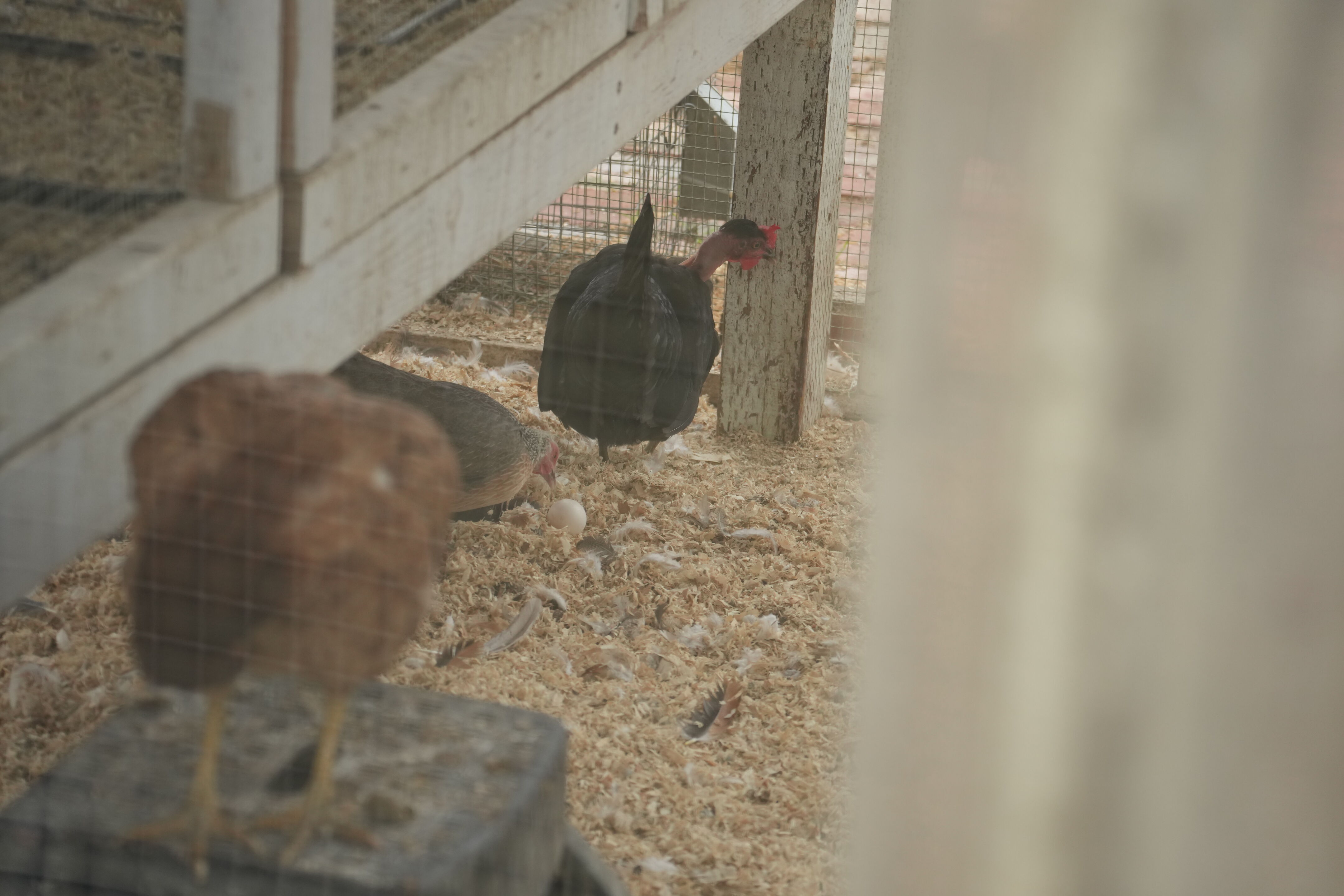 McClellan Ranch Preserve