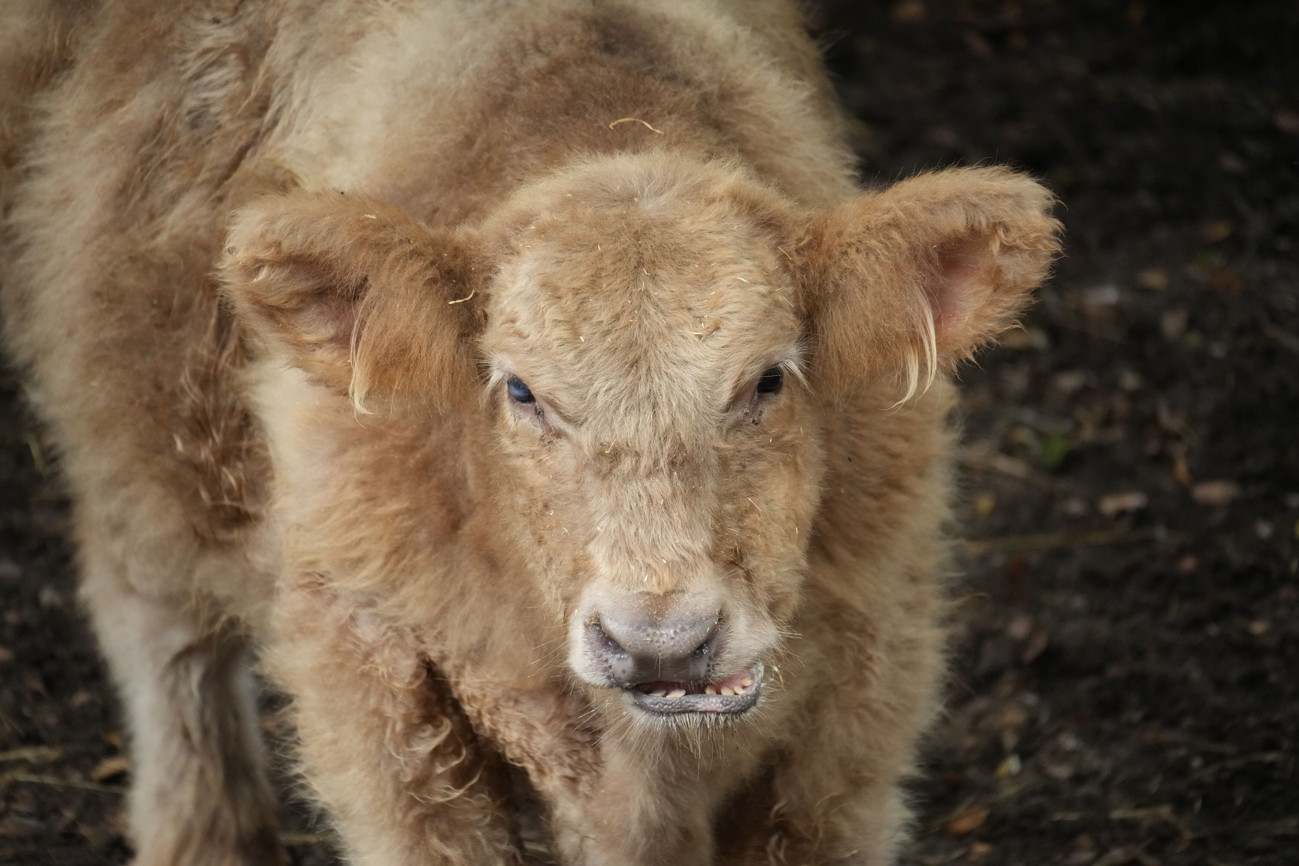 McClellan Ranch Preserve
