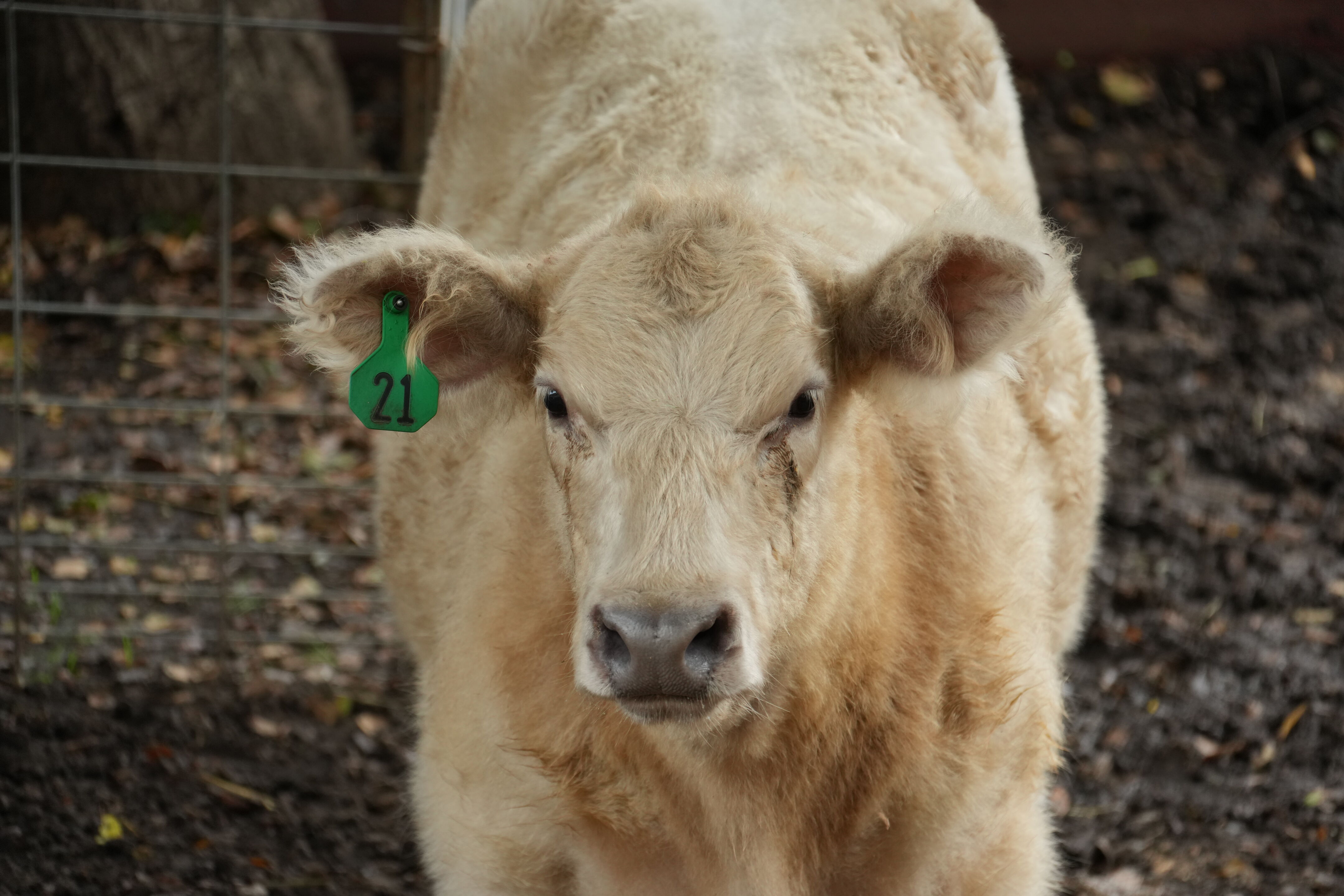 McClellan Ranch Preserve