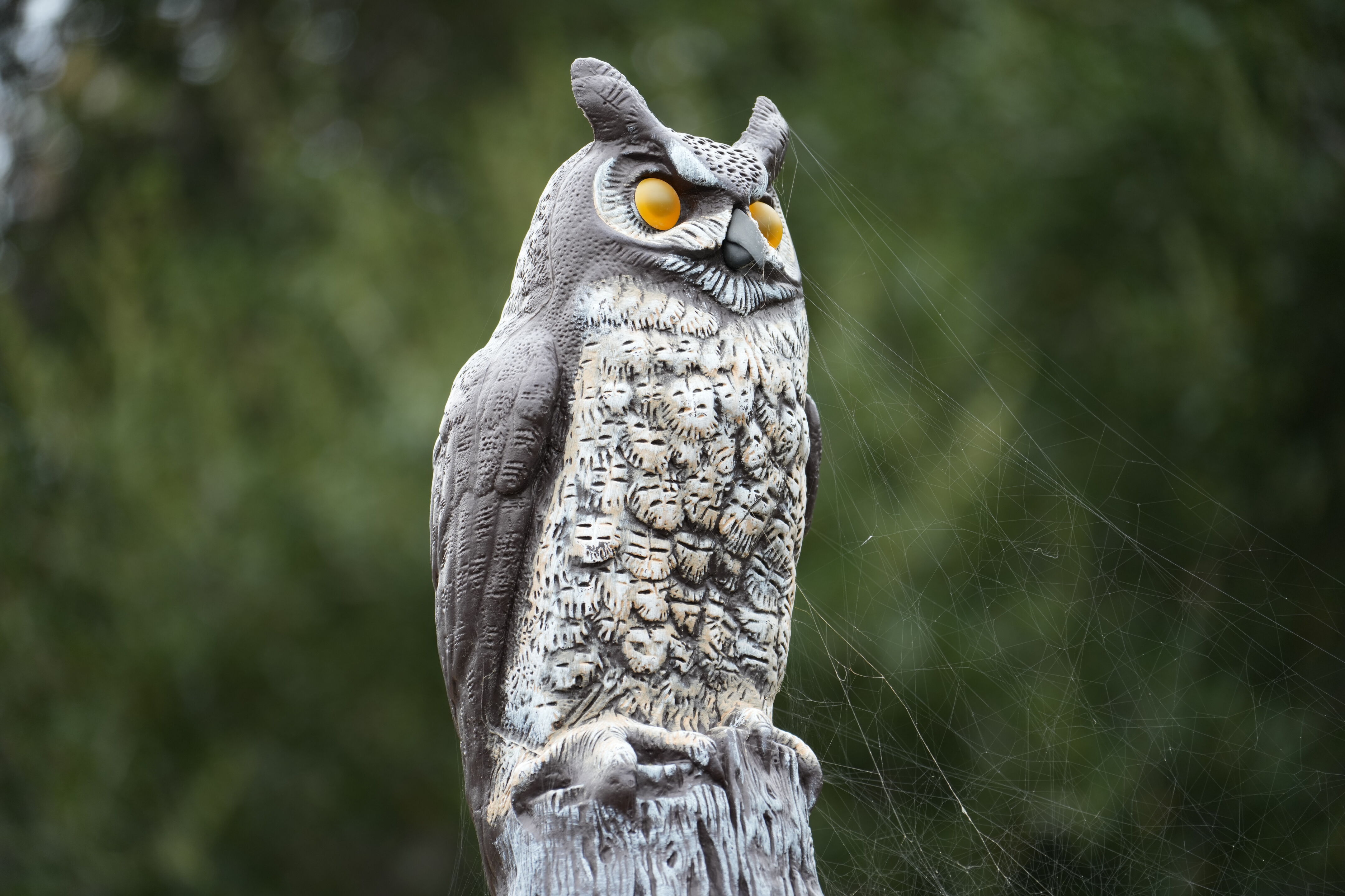 McClellan Ranch Preserve