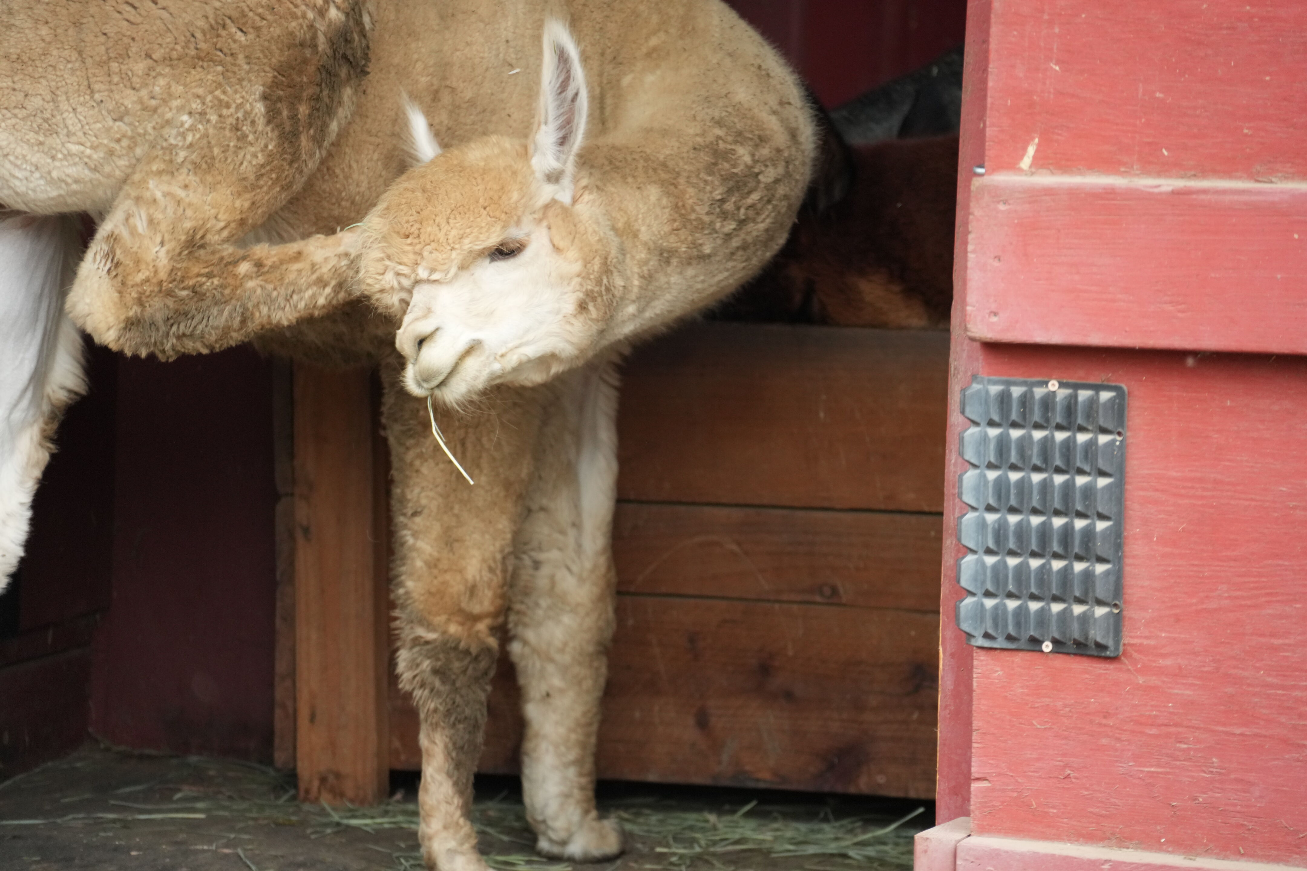 McClellan Ranch Preserve