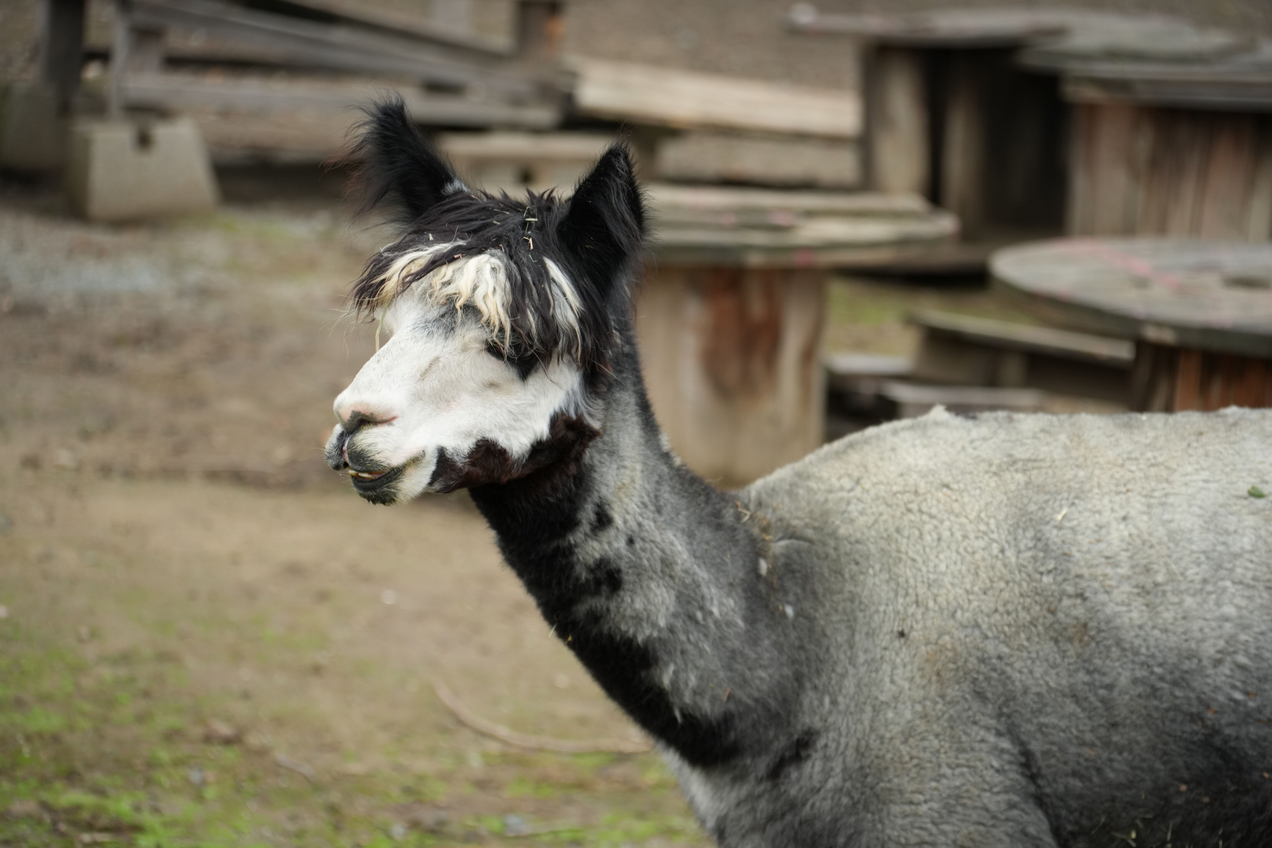 McClellan Ranch Preserve