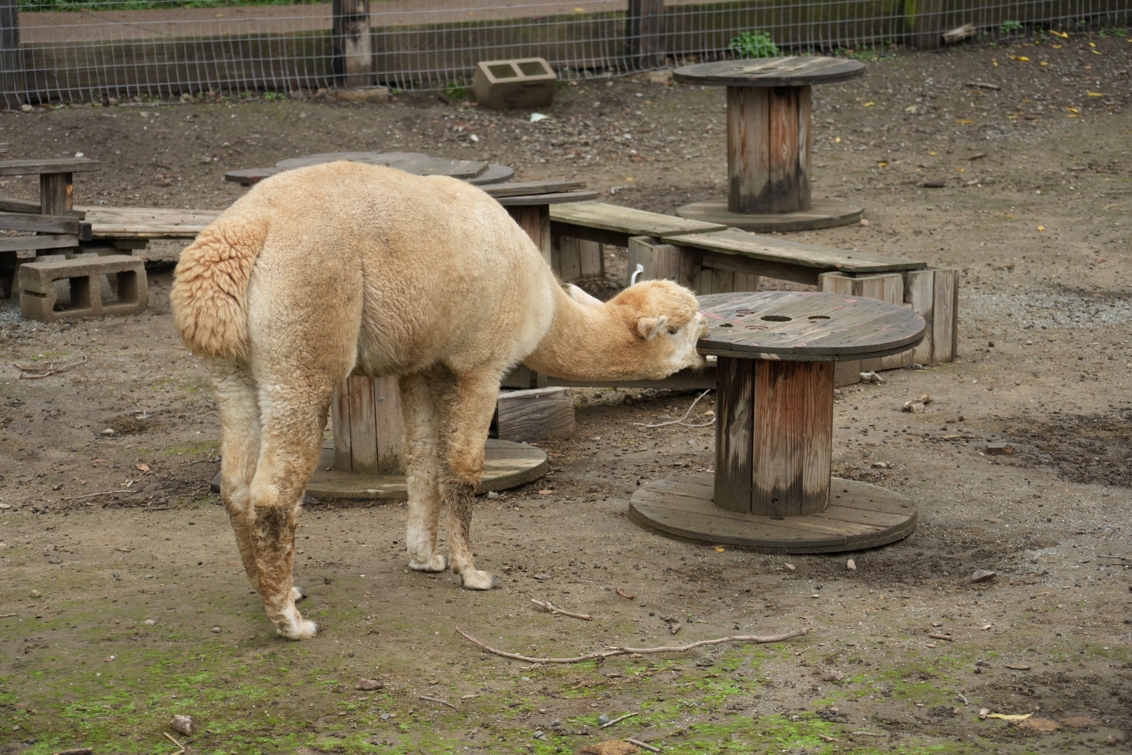 McClellan Ranch Preserve