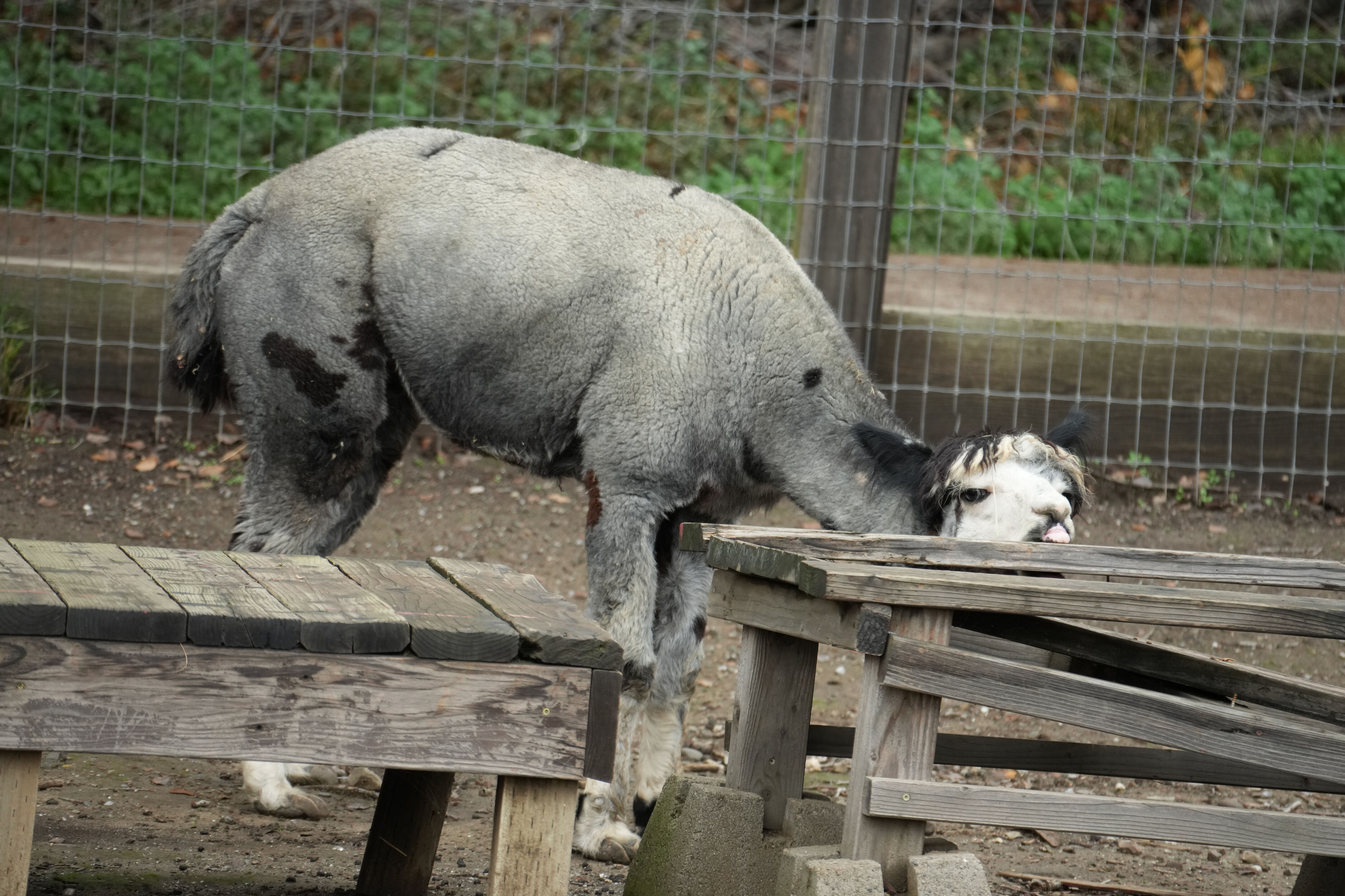 McClellan Ranch Preserve
