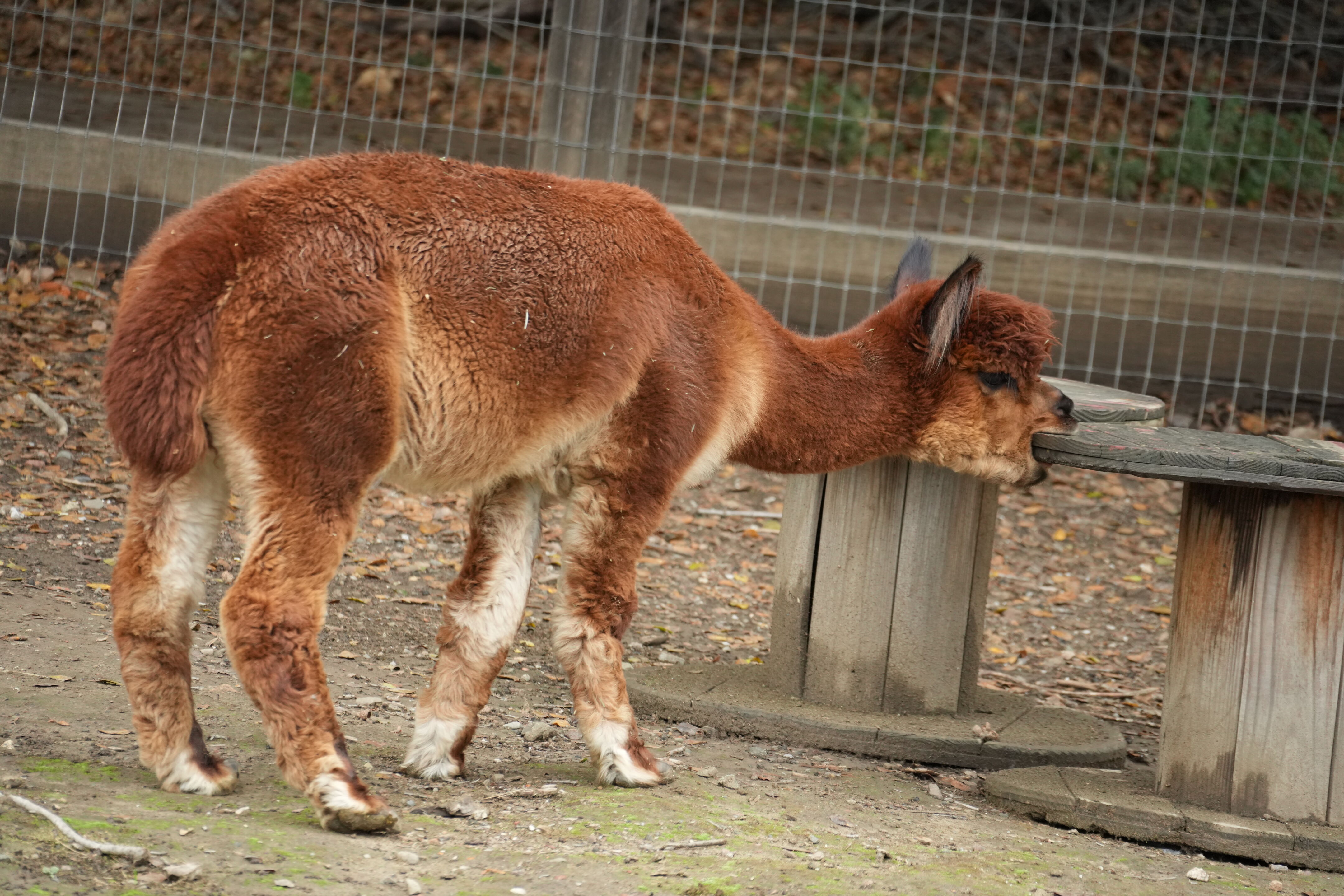 McClellan Ranch Preserve