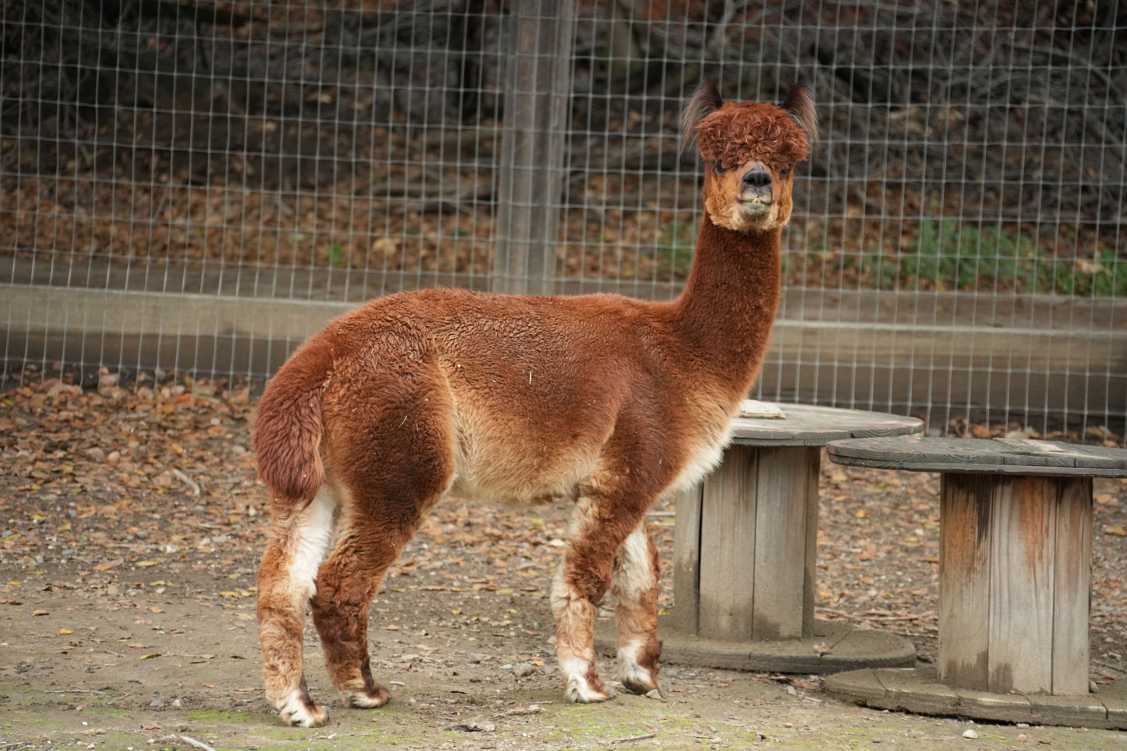 McClellan Ranch Preserve