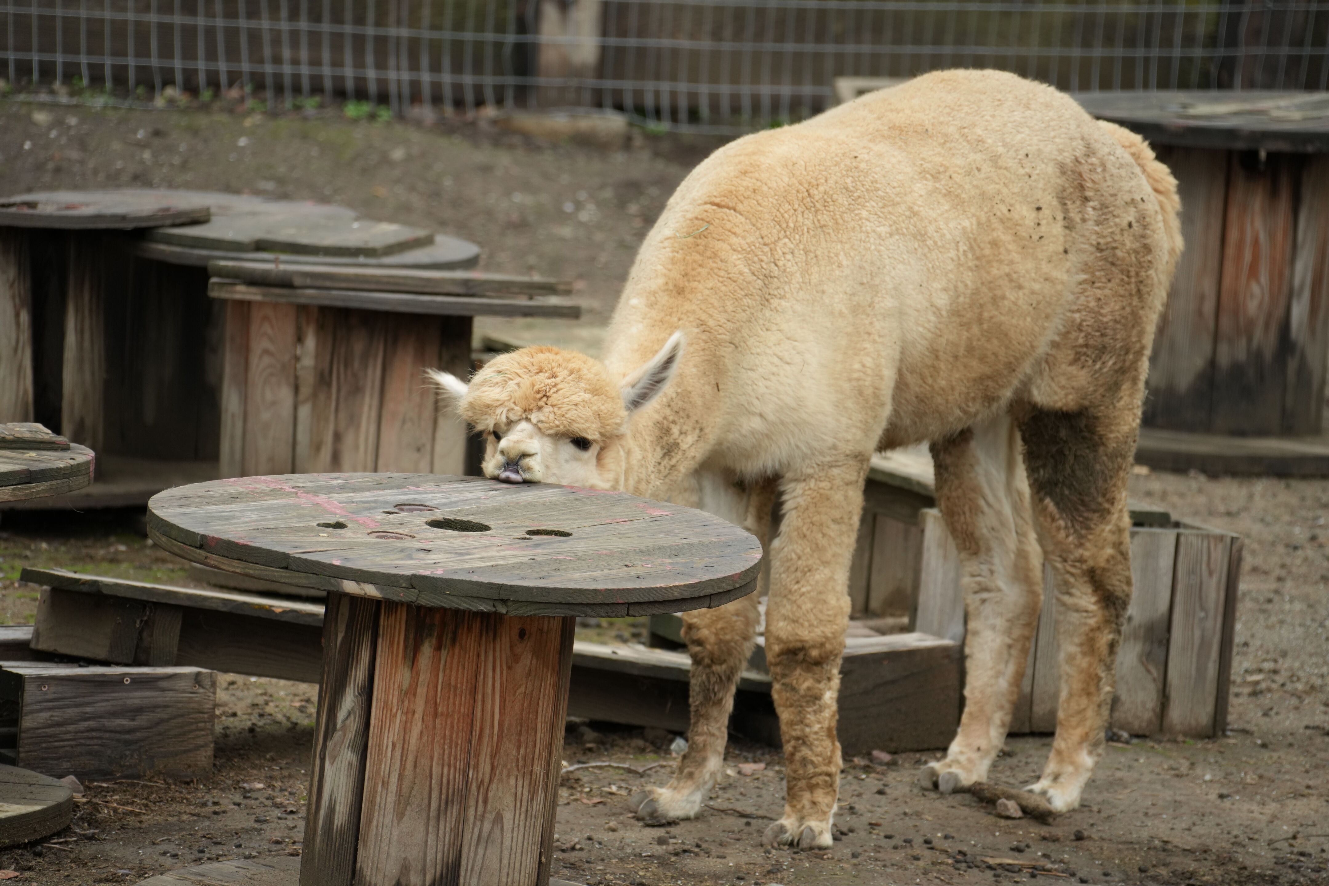 McClellan Ranch Preserve