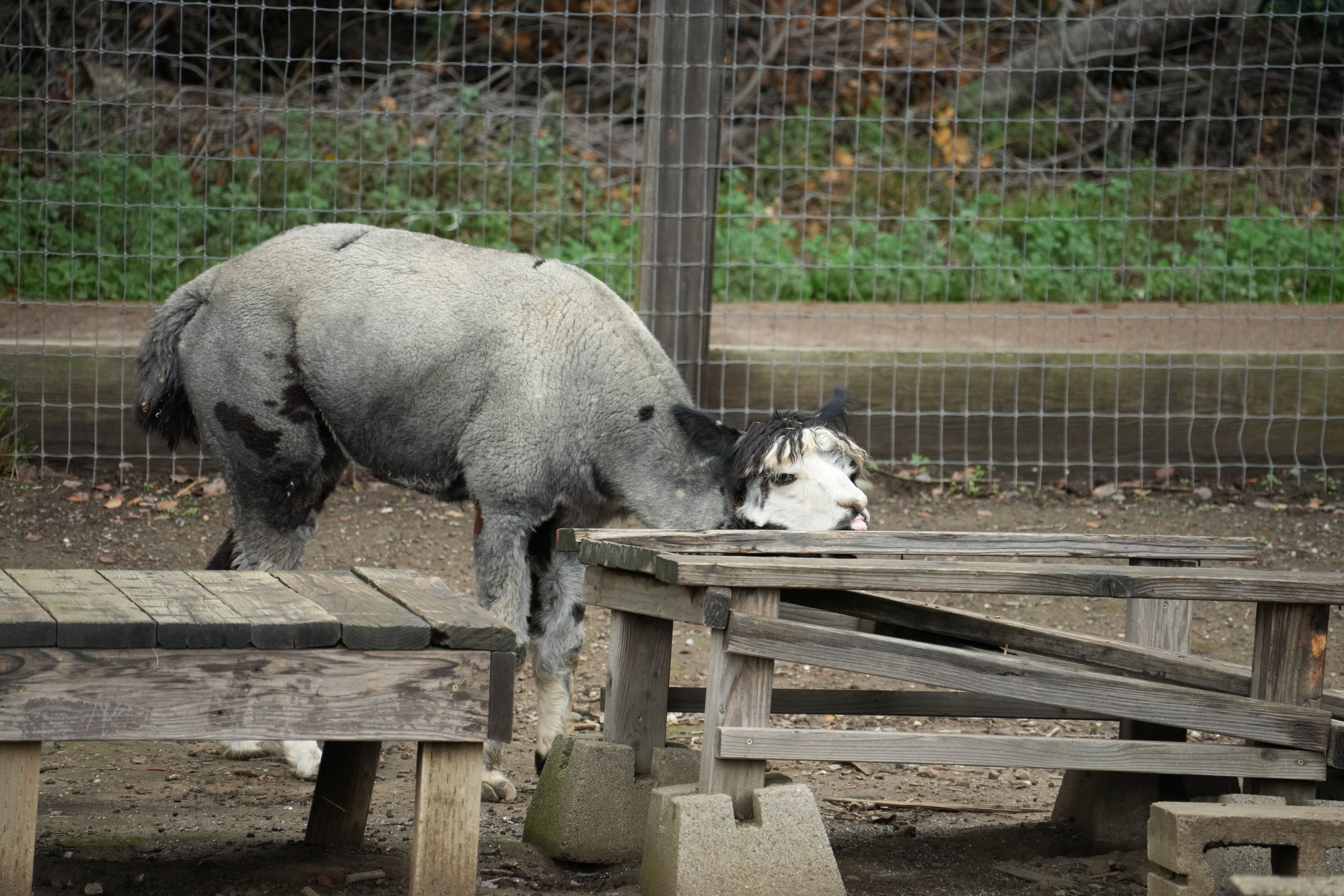 McClellan Ranch Preserve