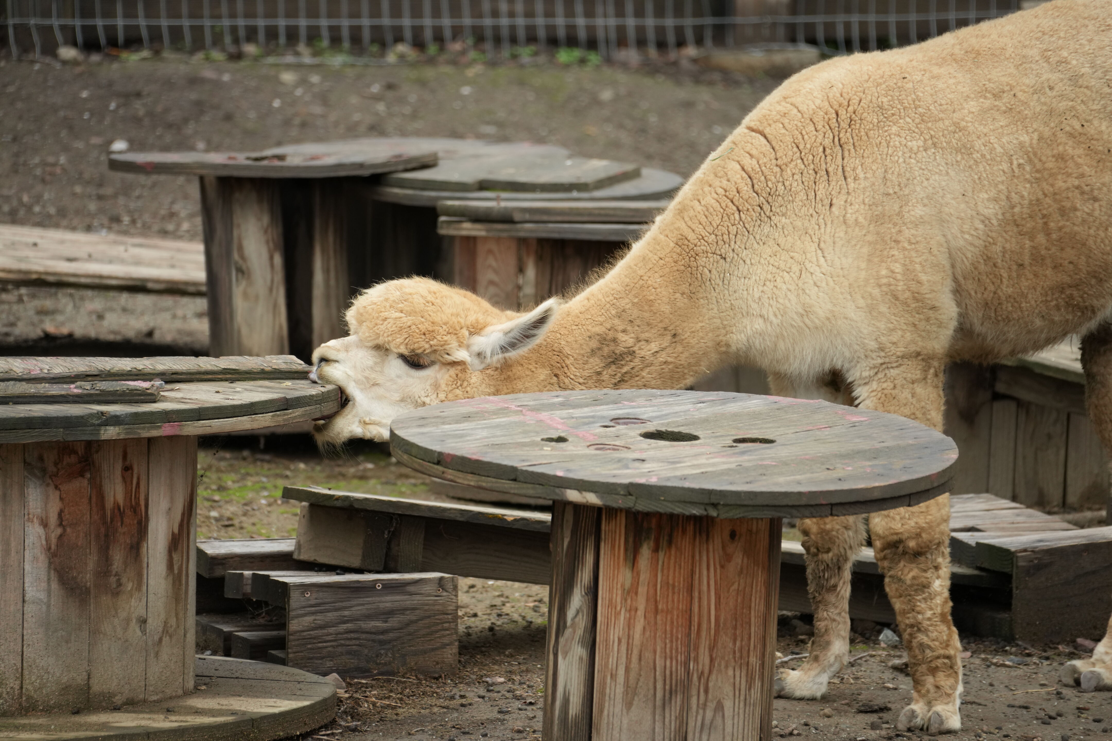 McClellan Ranch Preserve