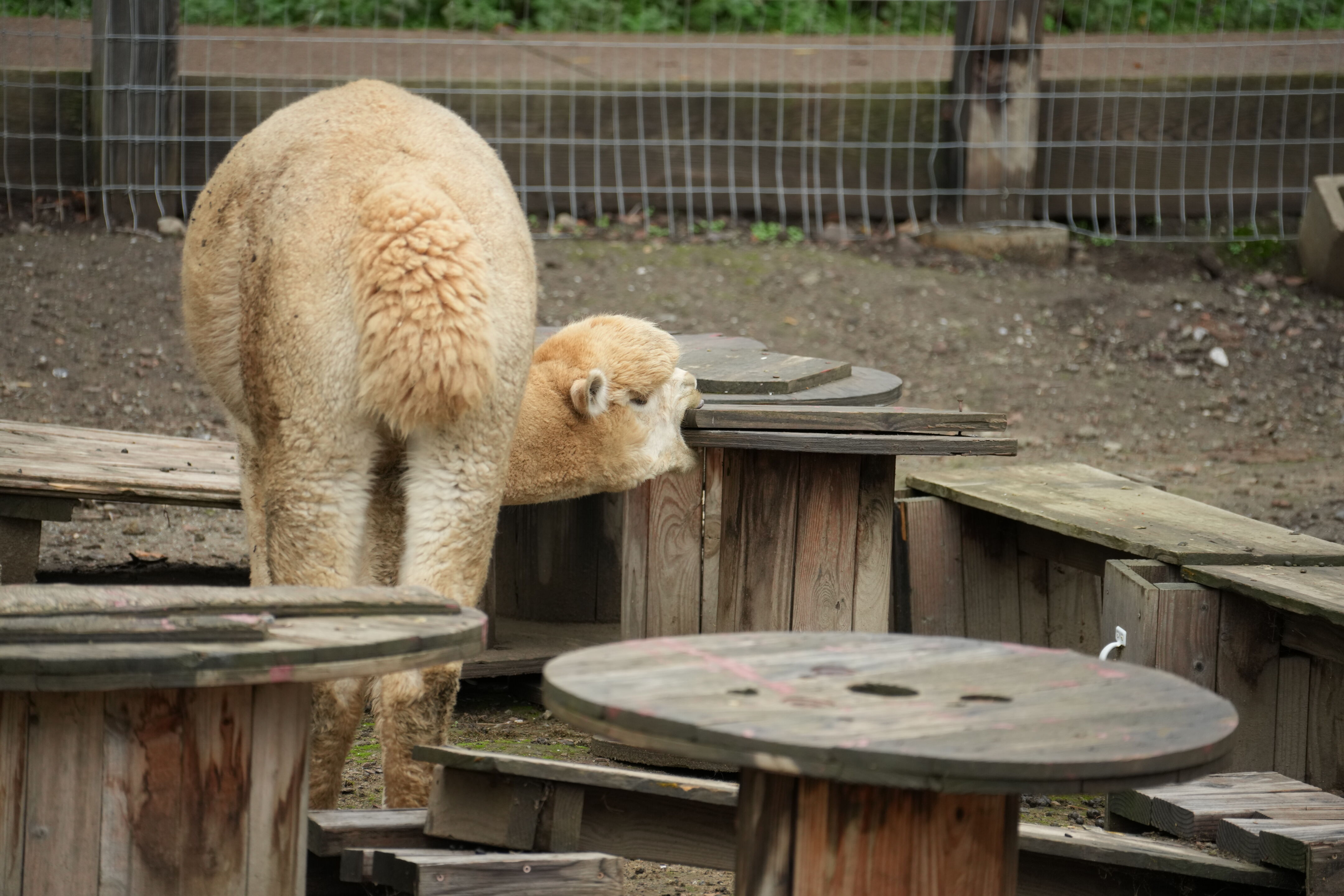 McClellan Ranch Preserve