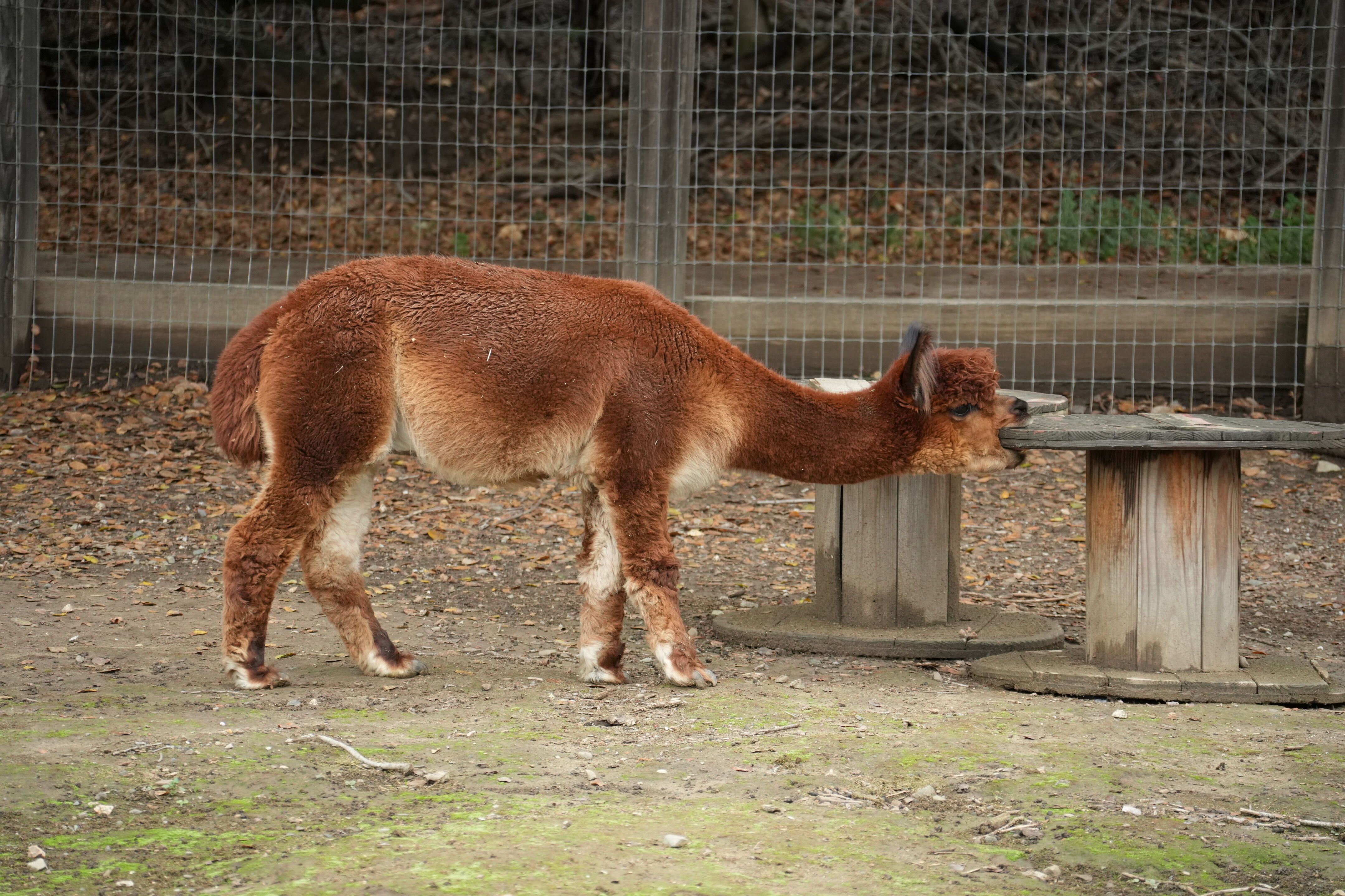 McClellan Ranch Preserve