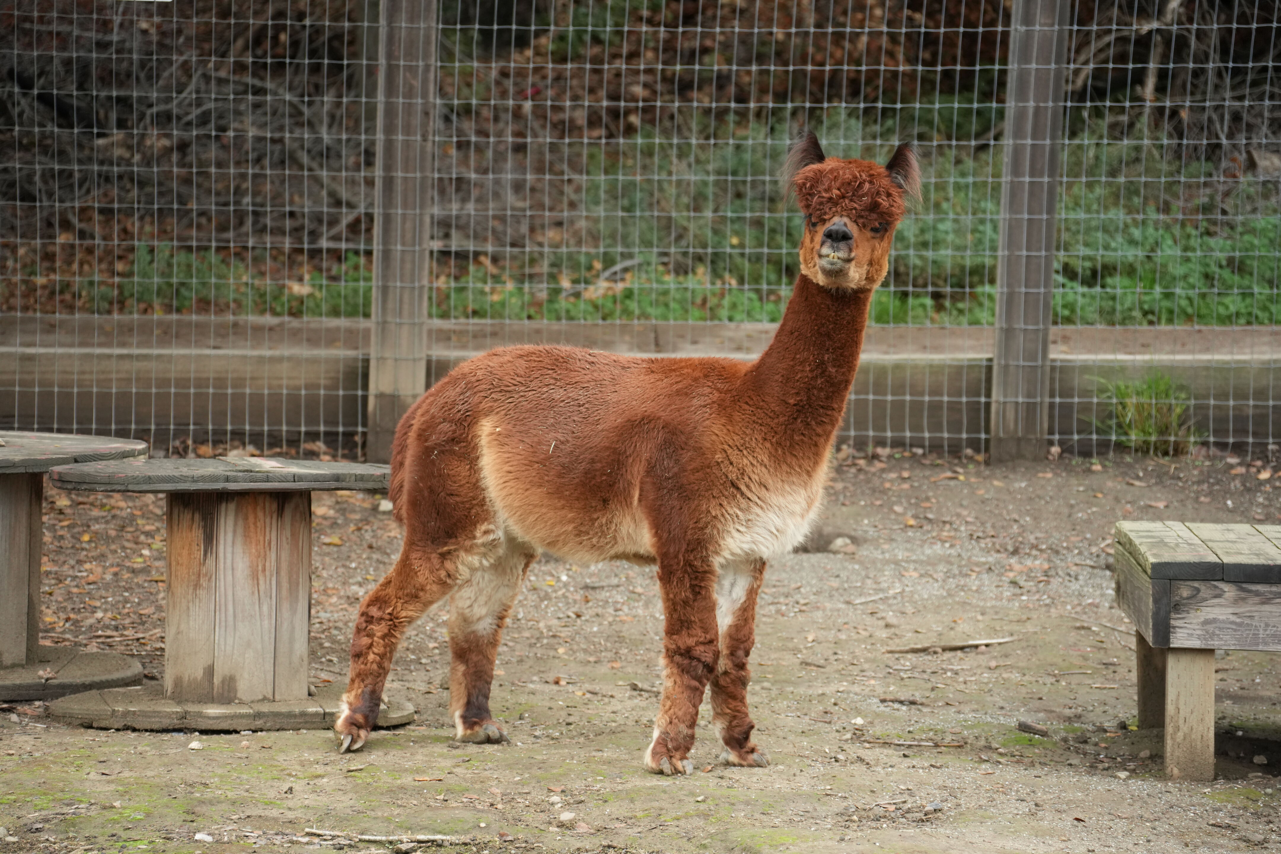 McClellan Ranch Preserve