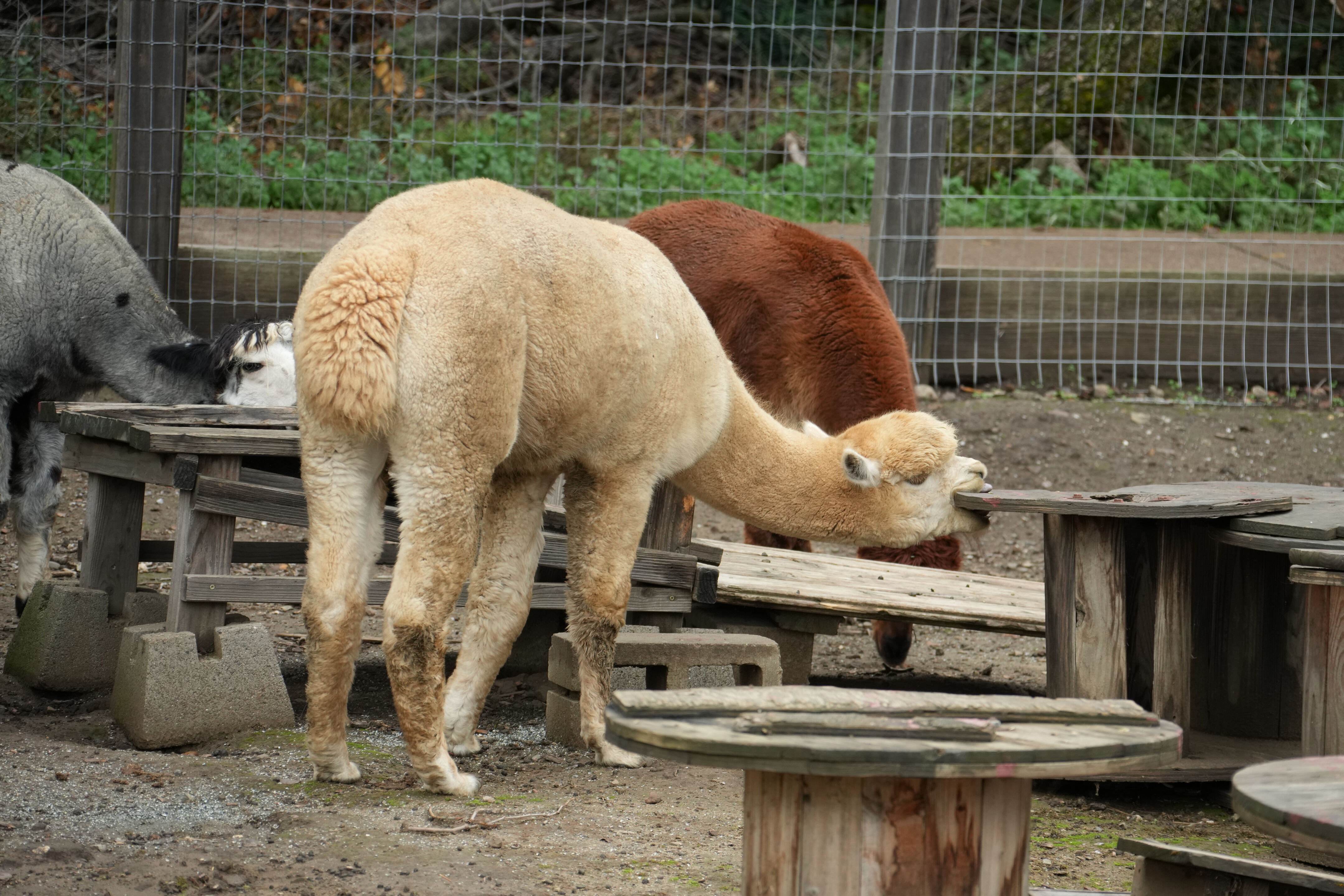 McClellan Ranch Preserve