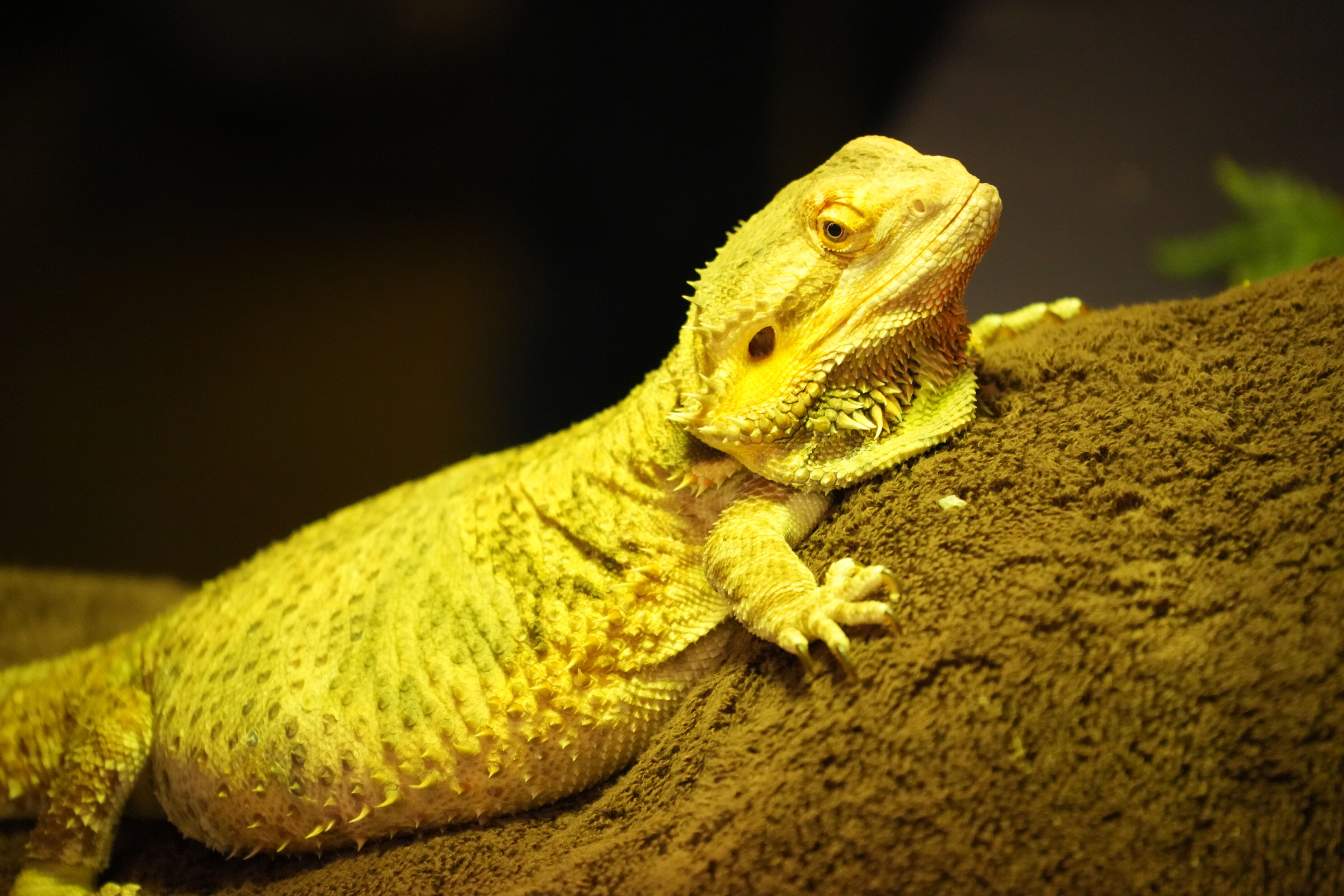 McClellan Ranch Preserve