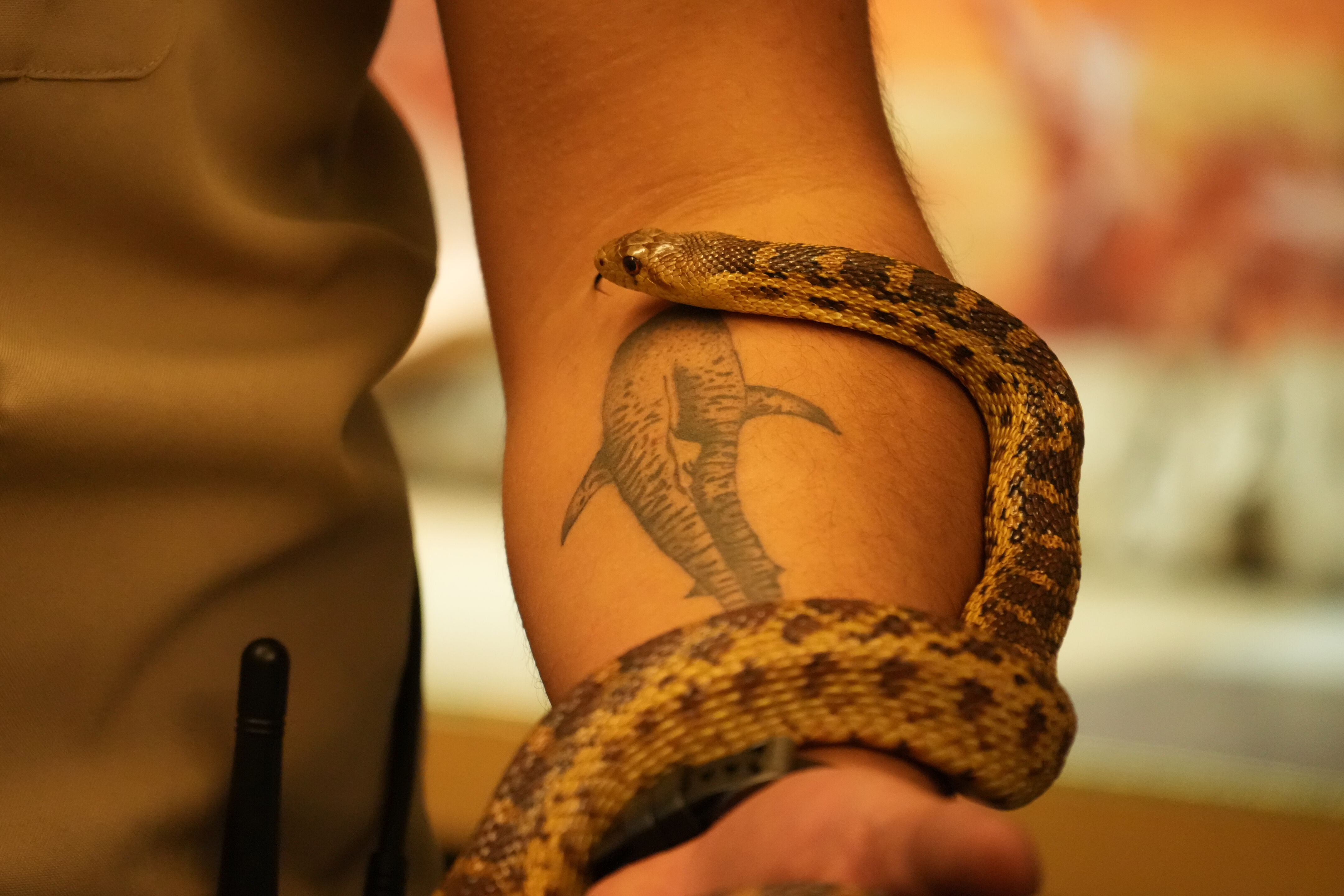 McClellan Ranch Preserve