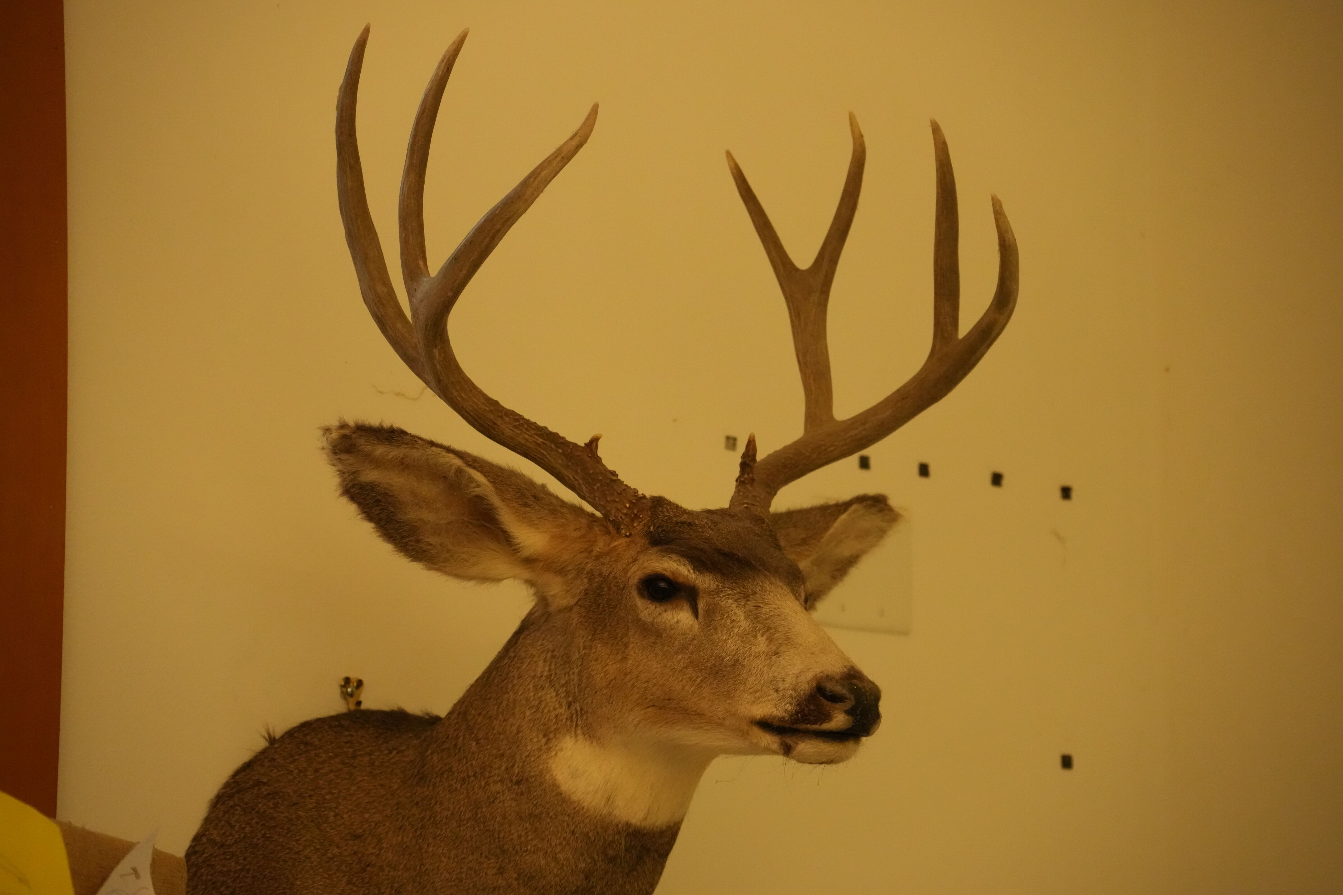 McClellan Ranch Preserve