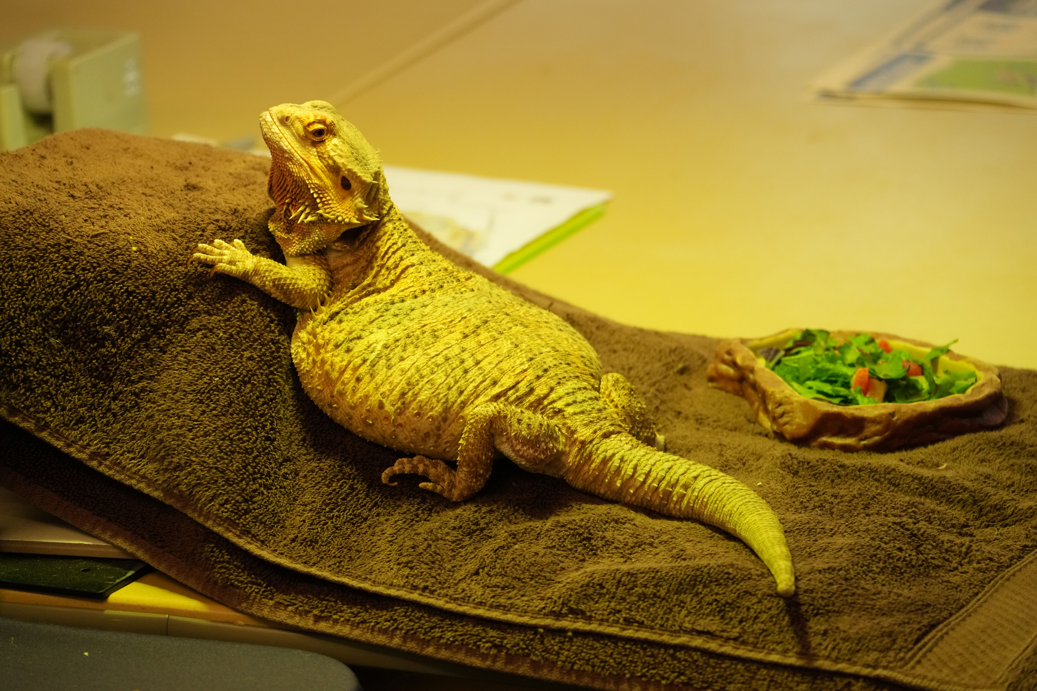 McClellan Ranch Preserve