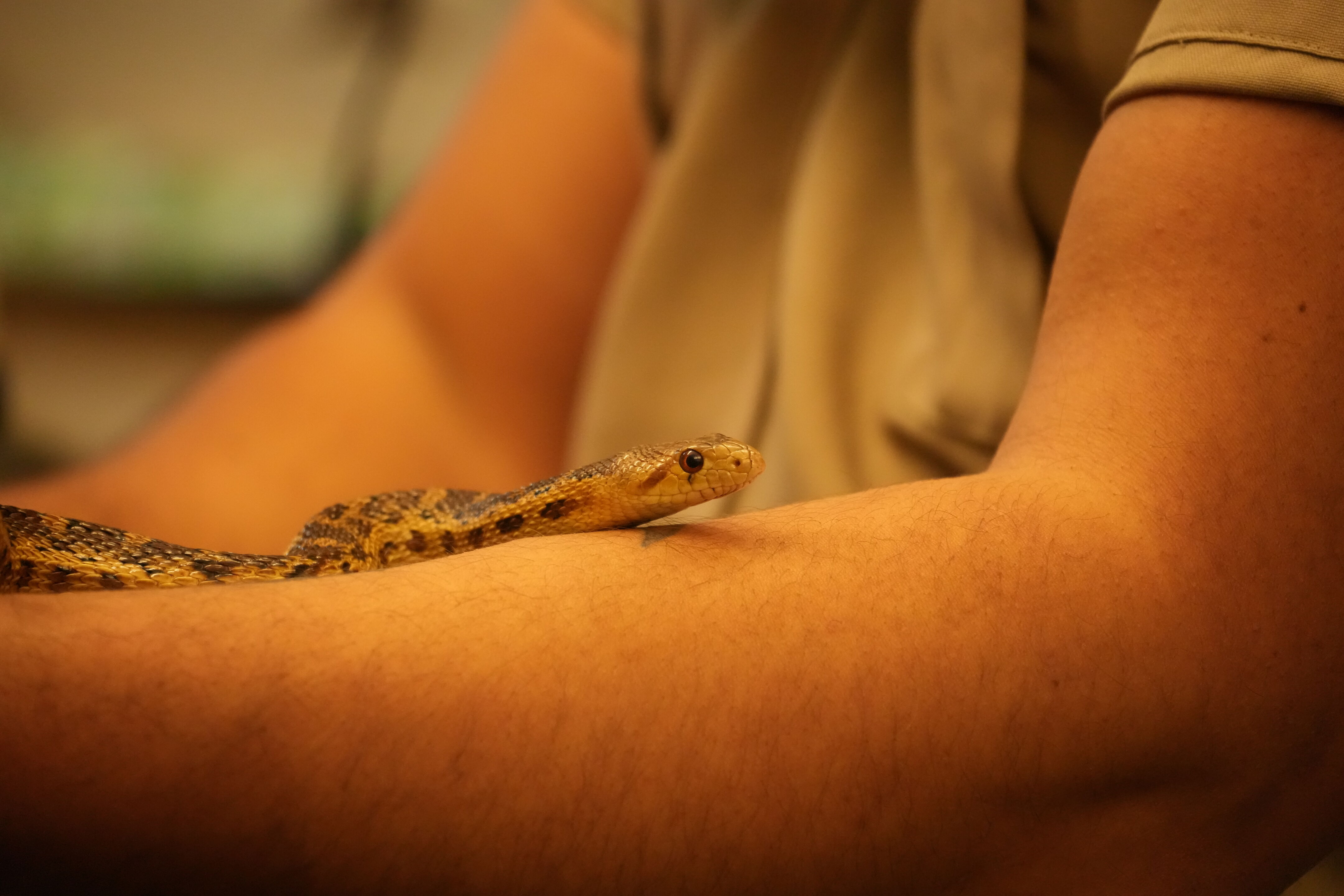 McClellan Ranch Preserve