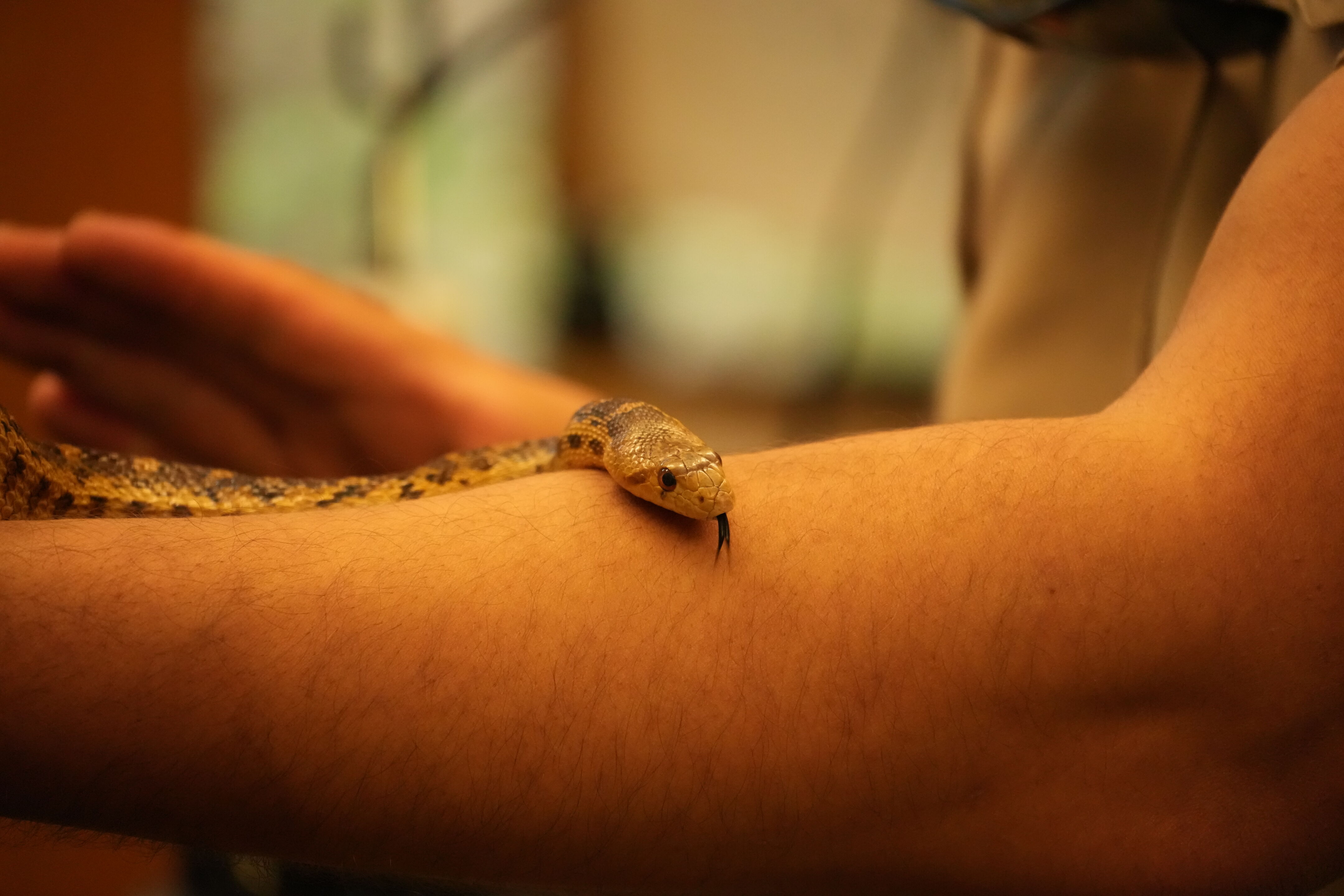 McClellan Ranch Preserve