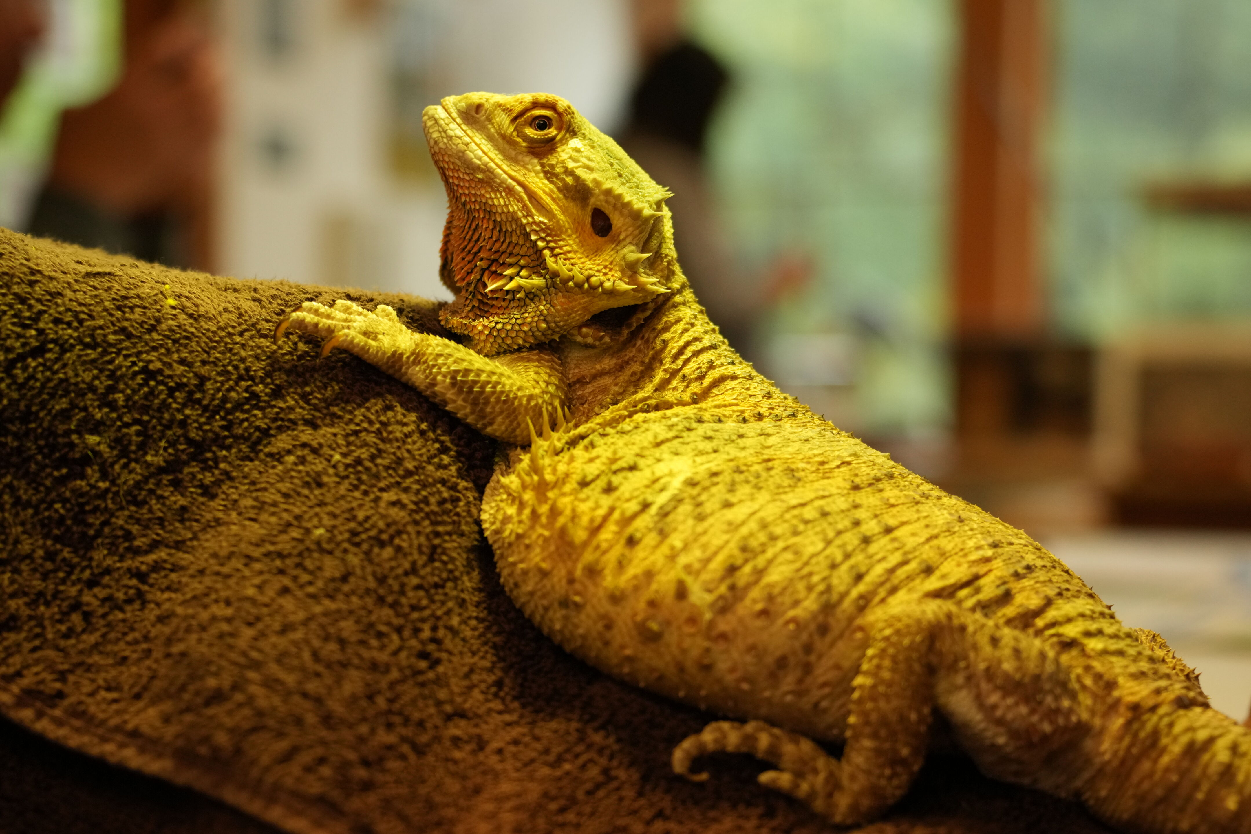 McClellan Ranch Preserve