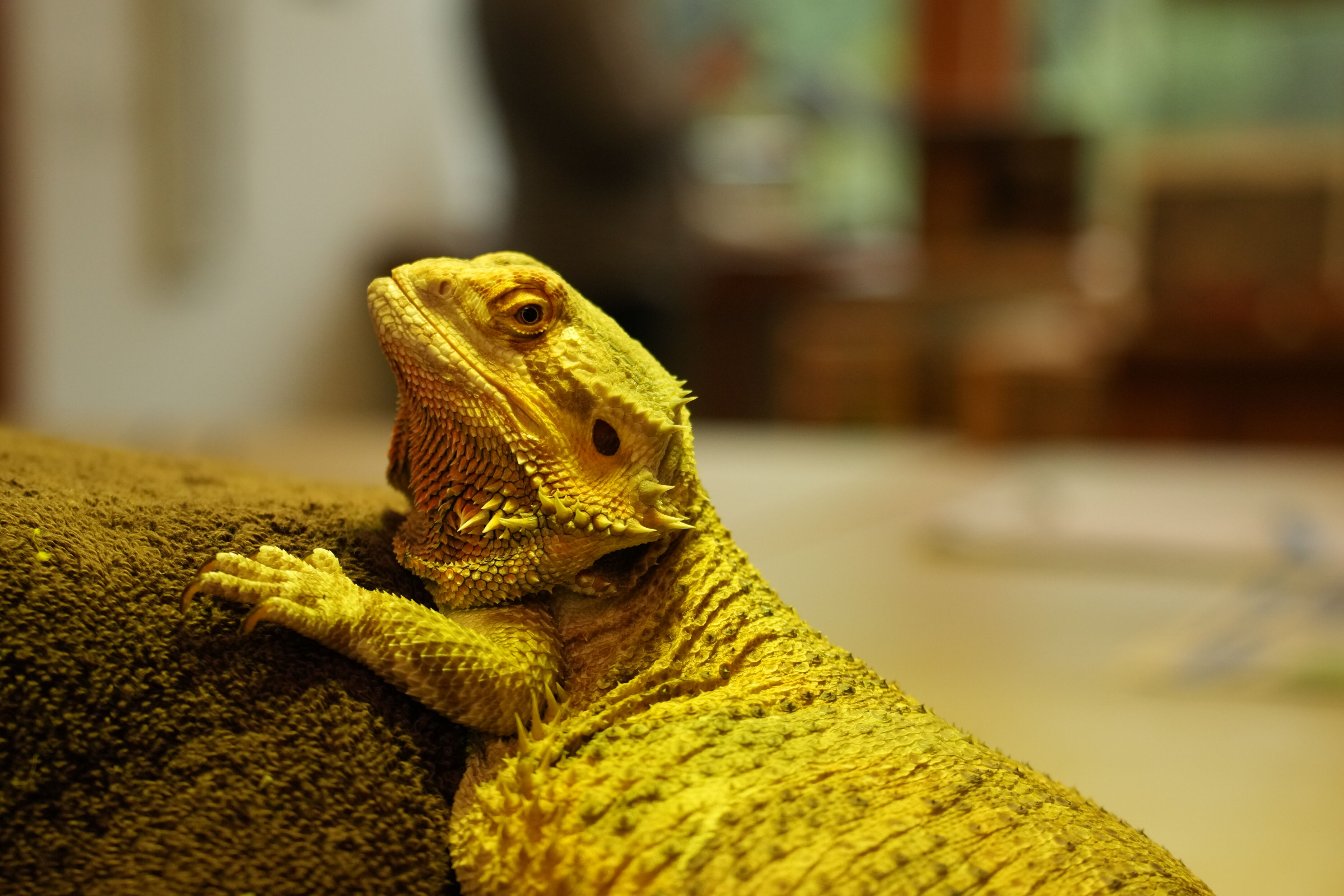 McClellan Ranch Preserve