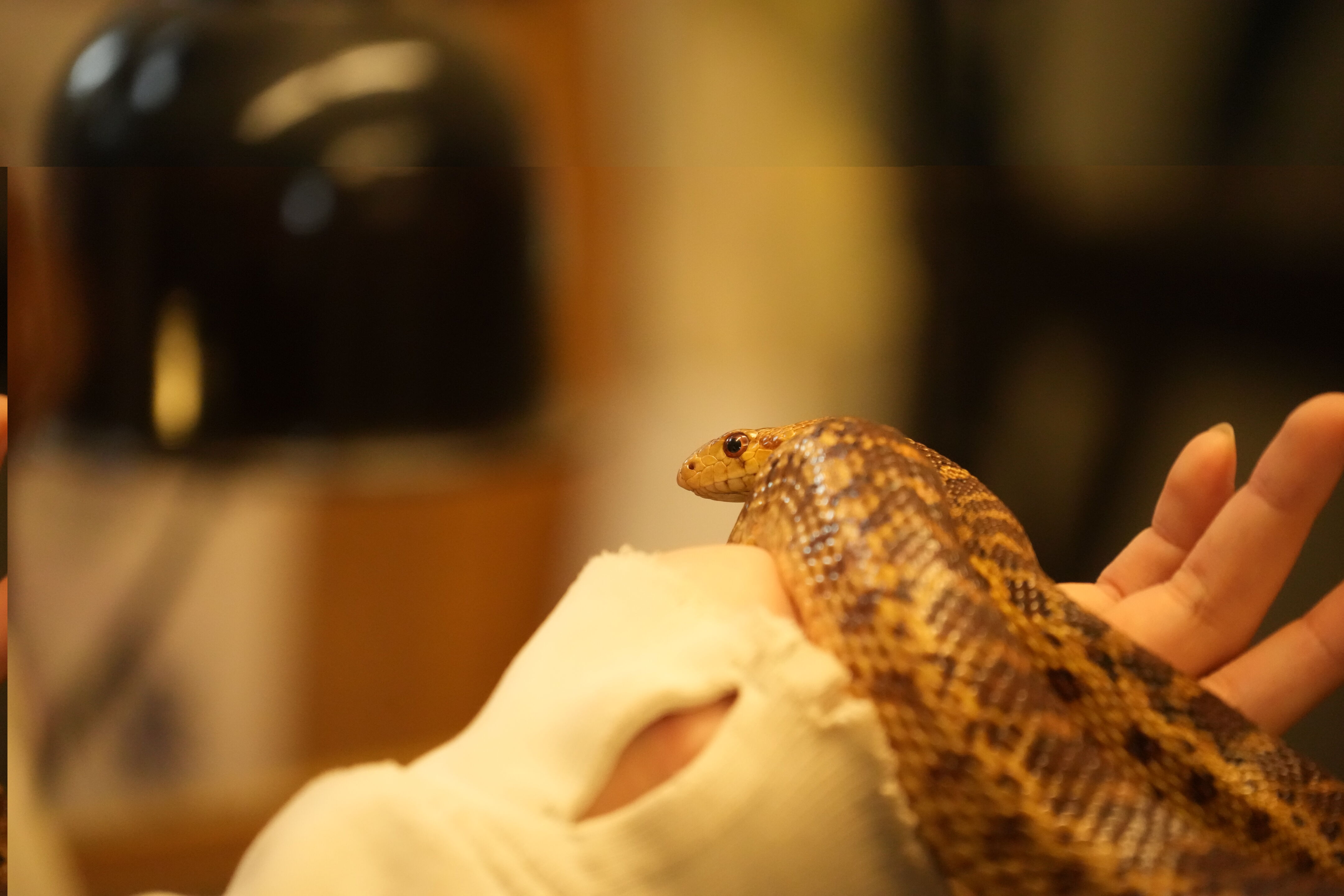 McClellan Ranch Preserve