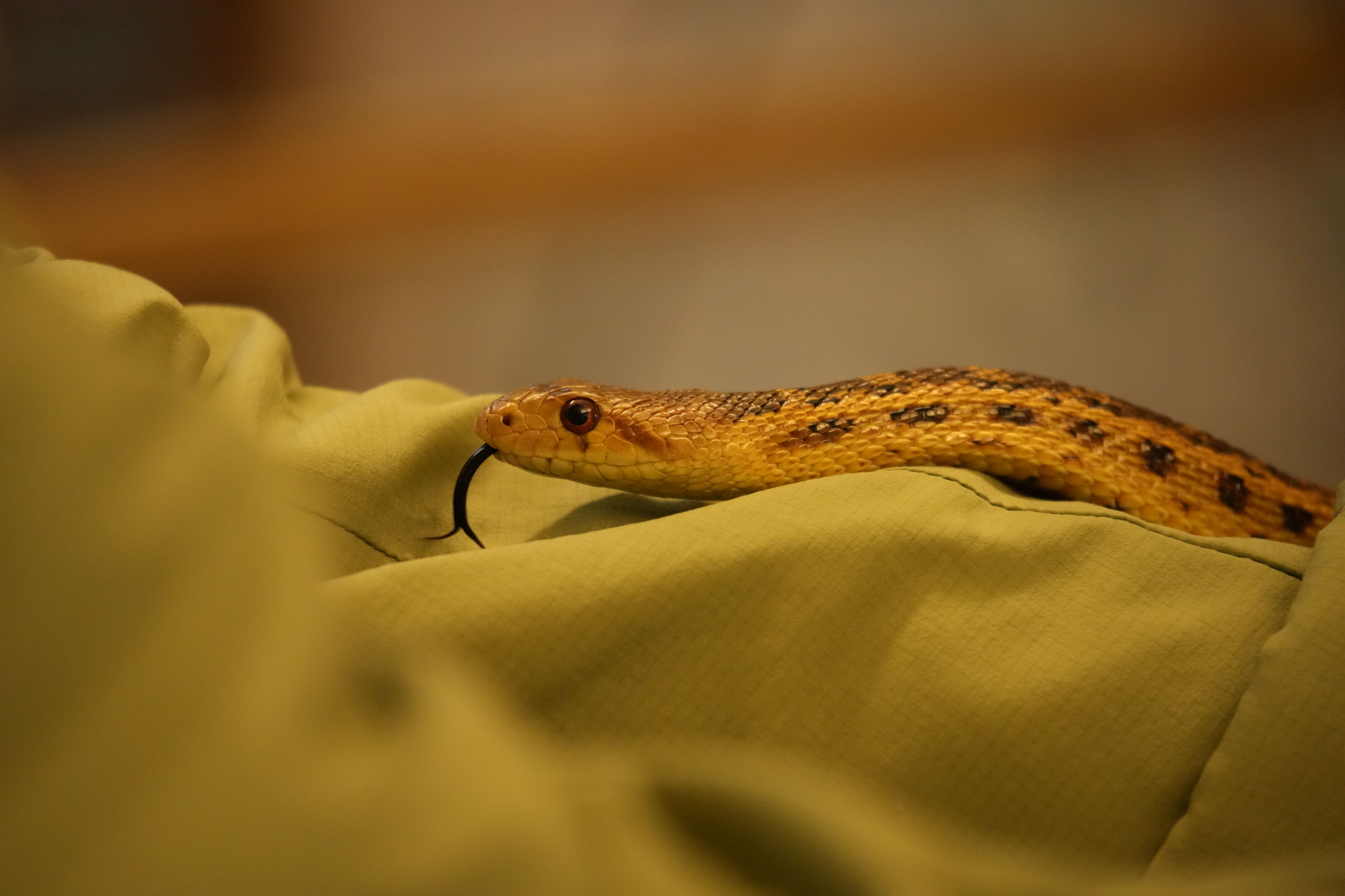 McClellan Ranch Preserve