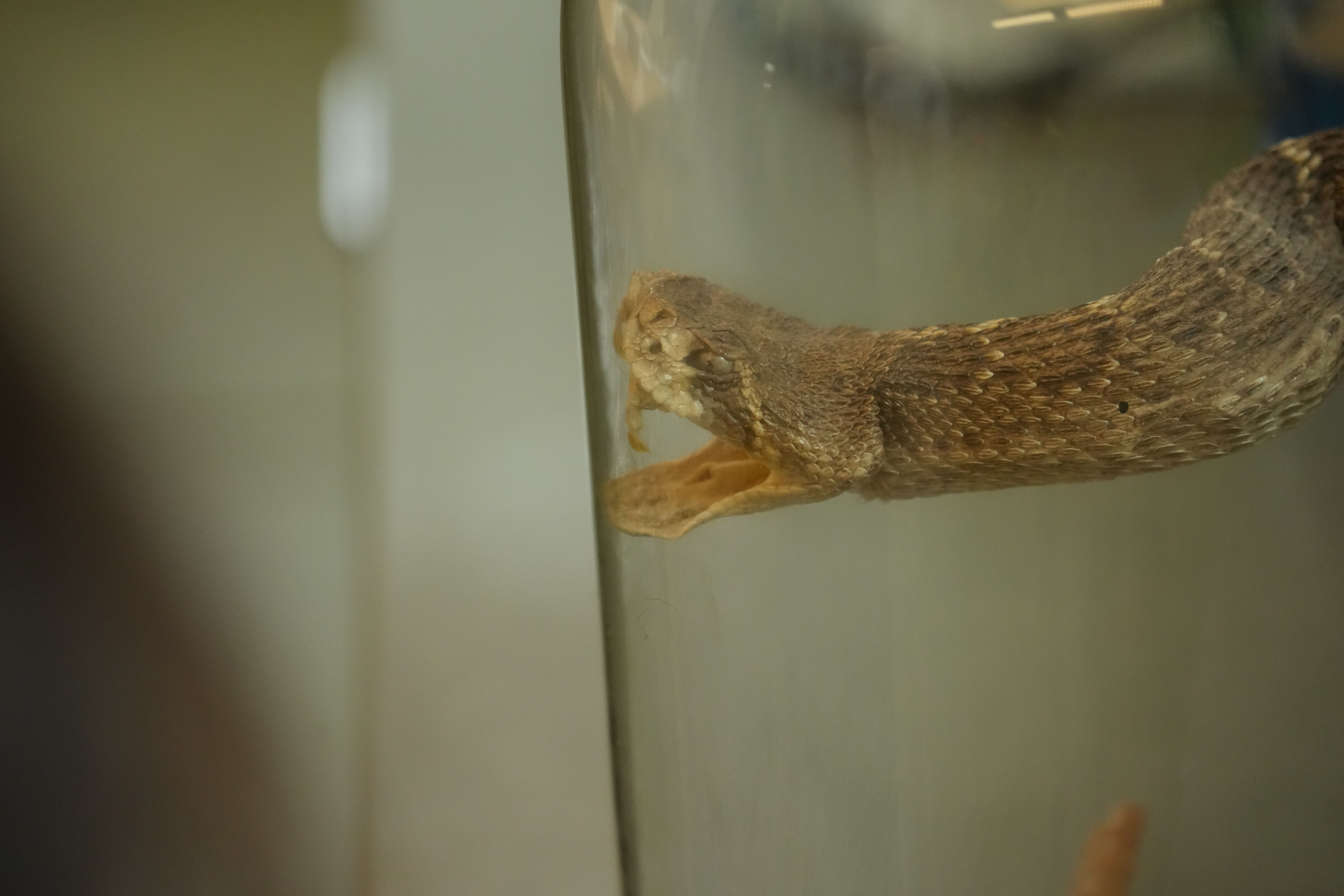 McClellan Ranch Preserve