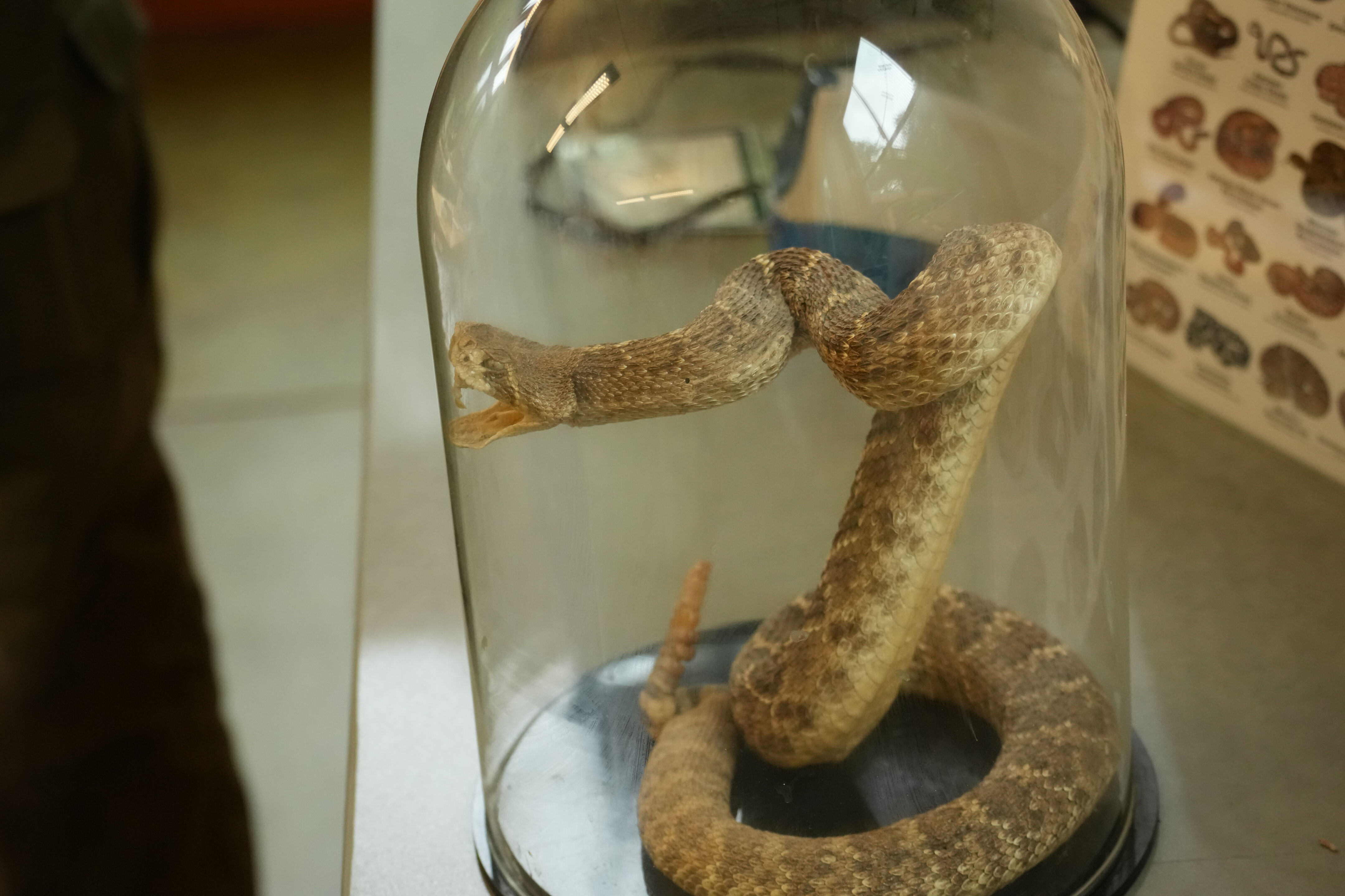 McClellan Ranch Preserve