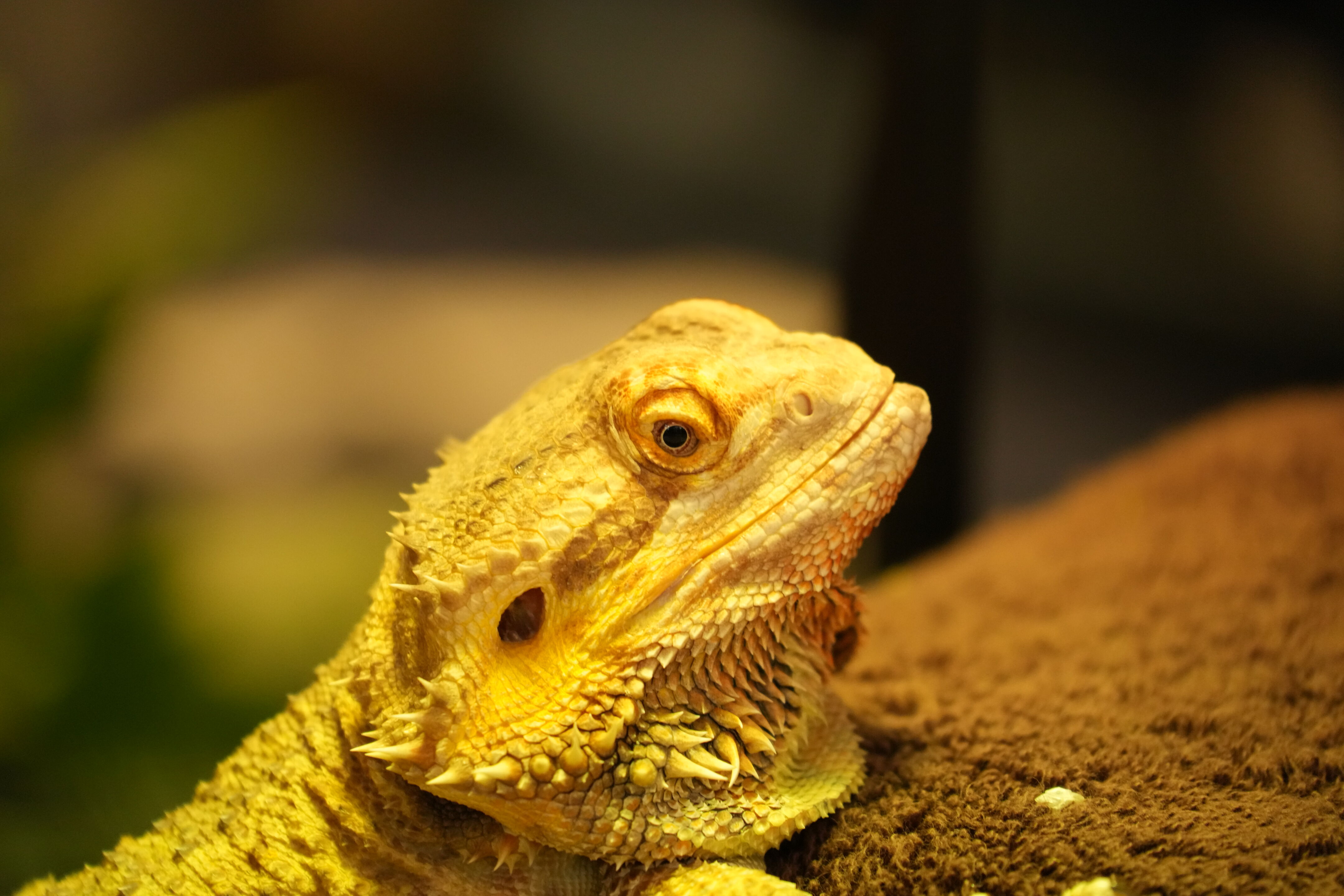 McClellan Ranch Preserve