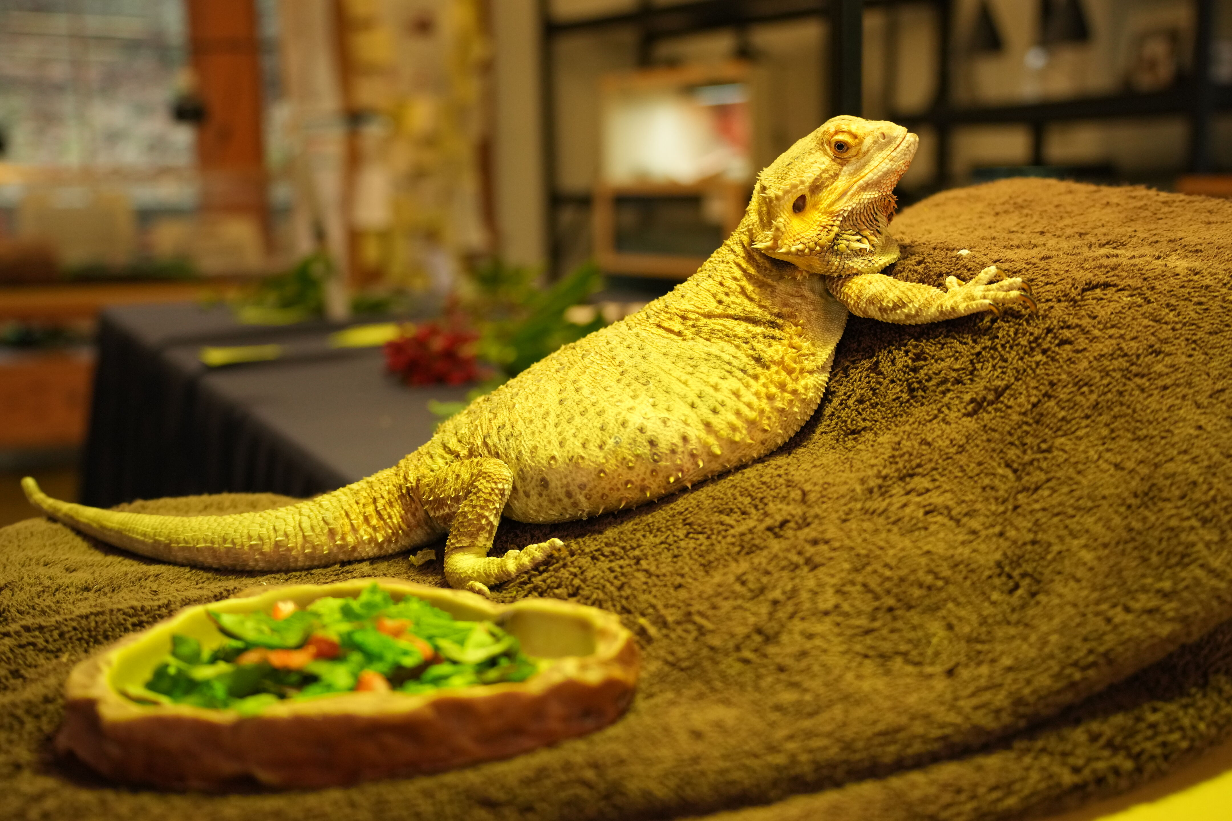 McClellan Ranch Preserve