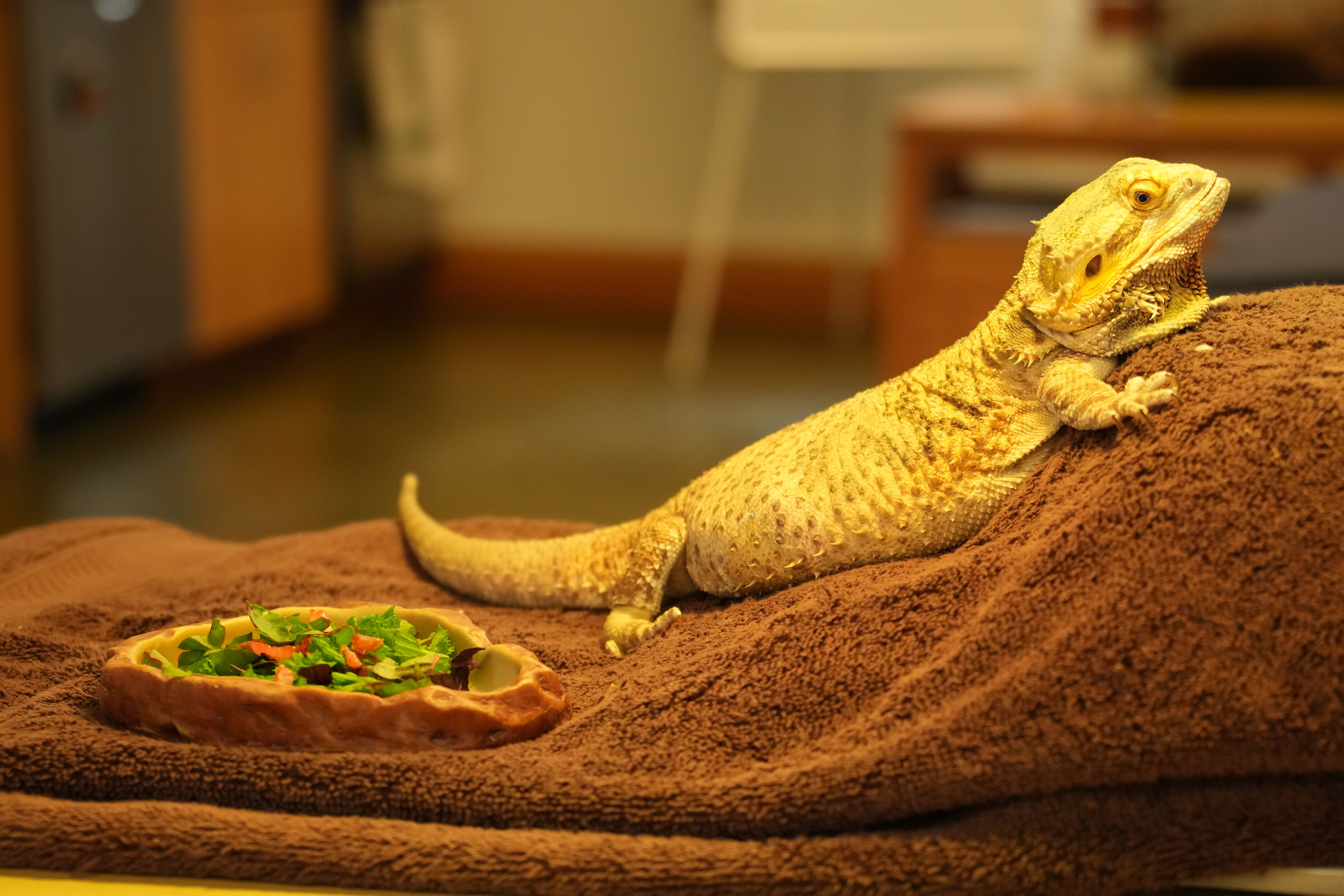 McClellan Ranch Preserve