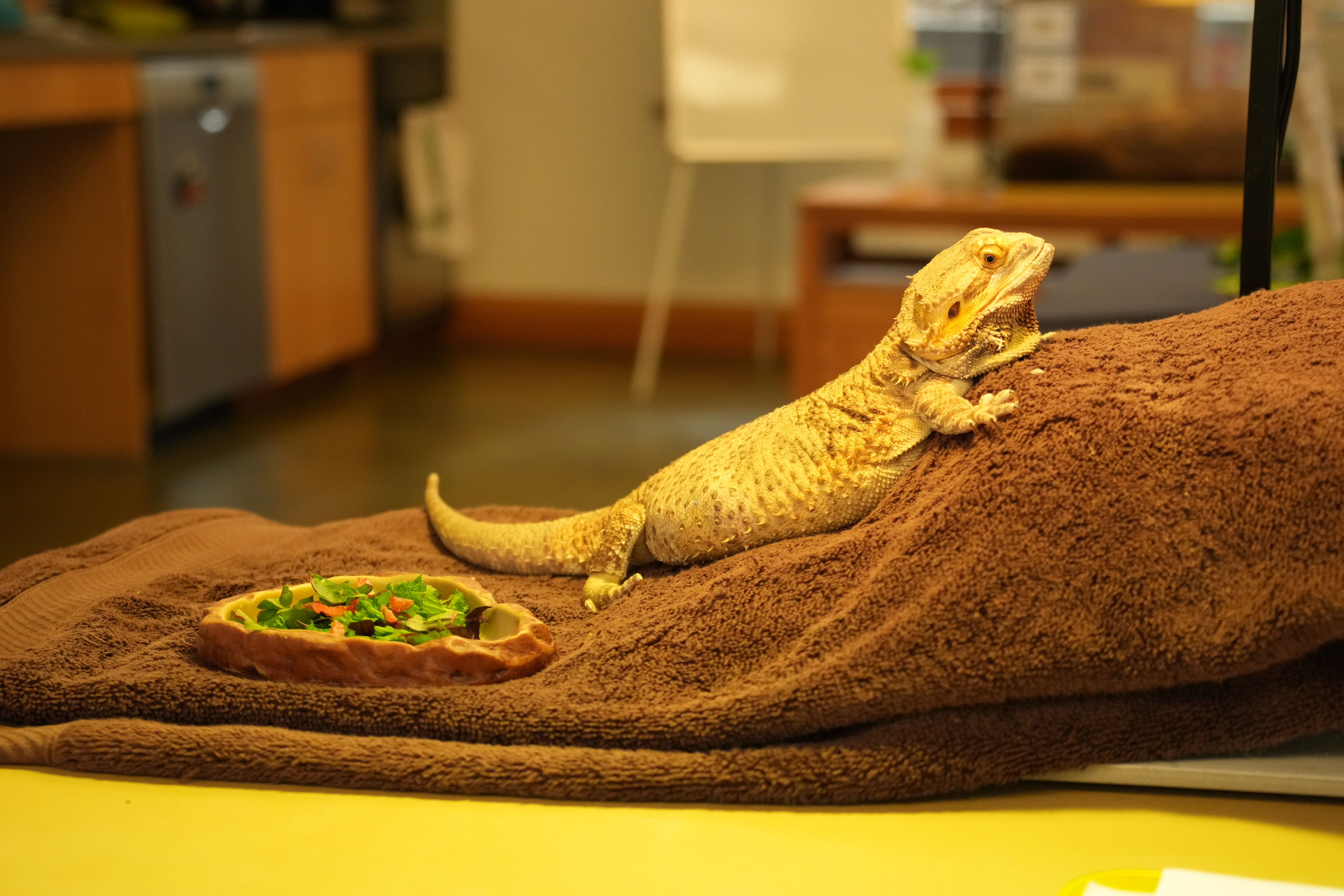 McClellan Ranch Preserve