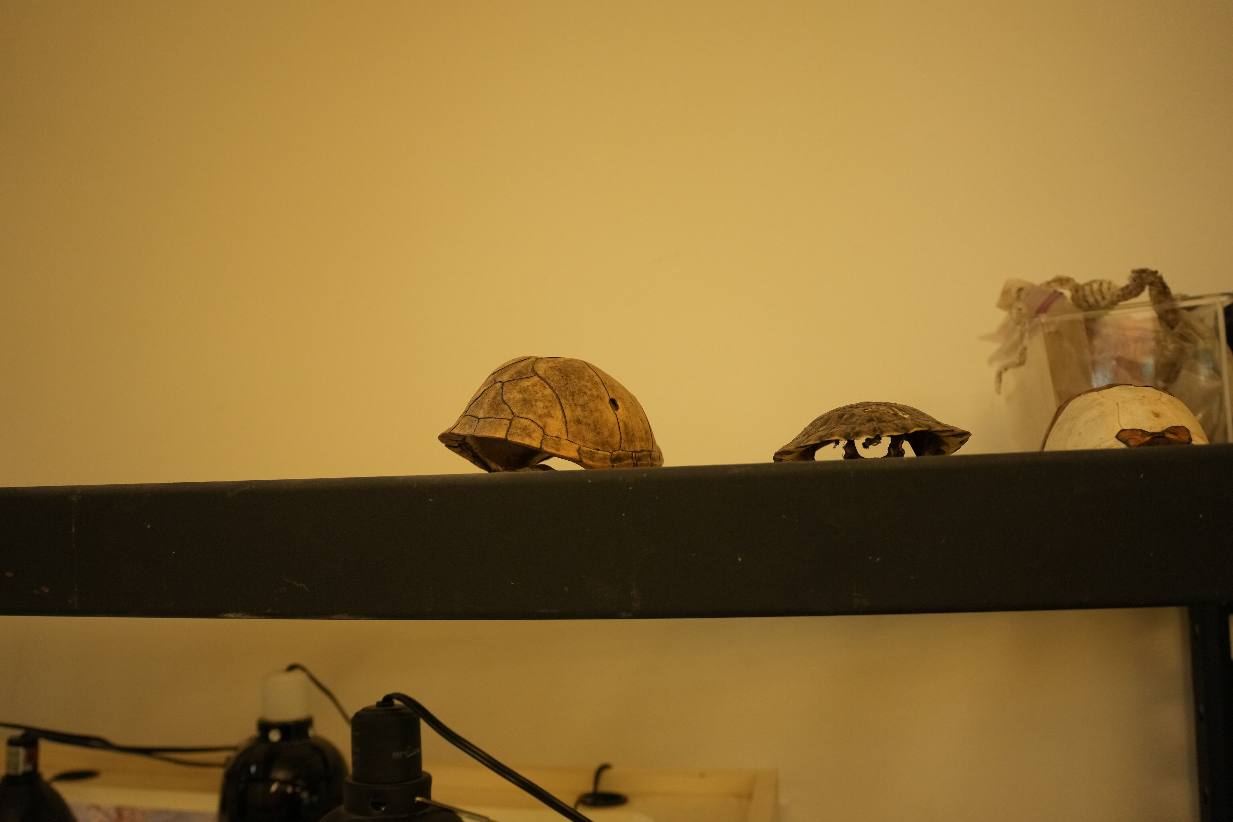 McClellan Ranch Preserve